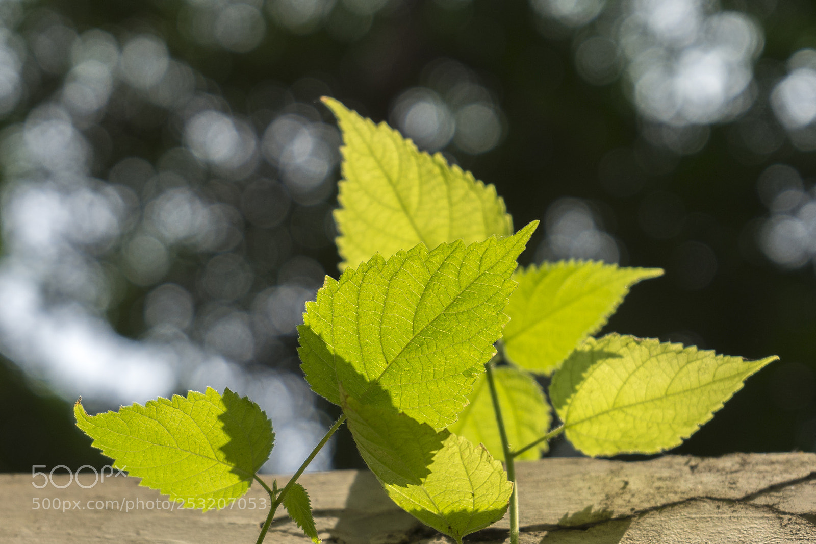 Sony a7 II sample photo. Sunny photography
