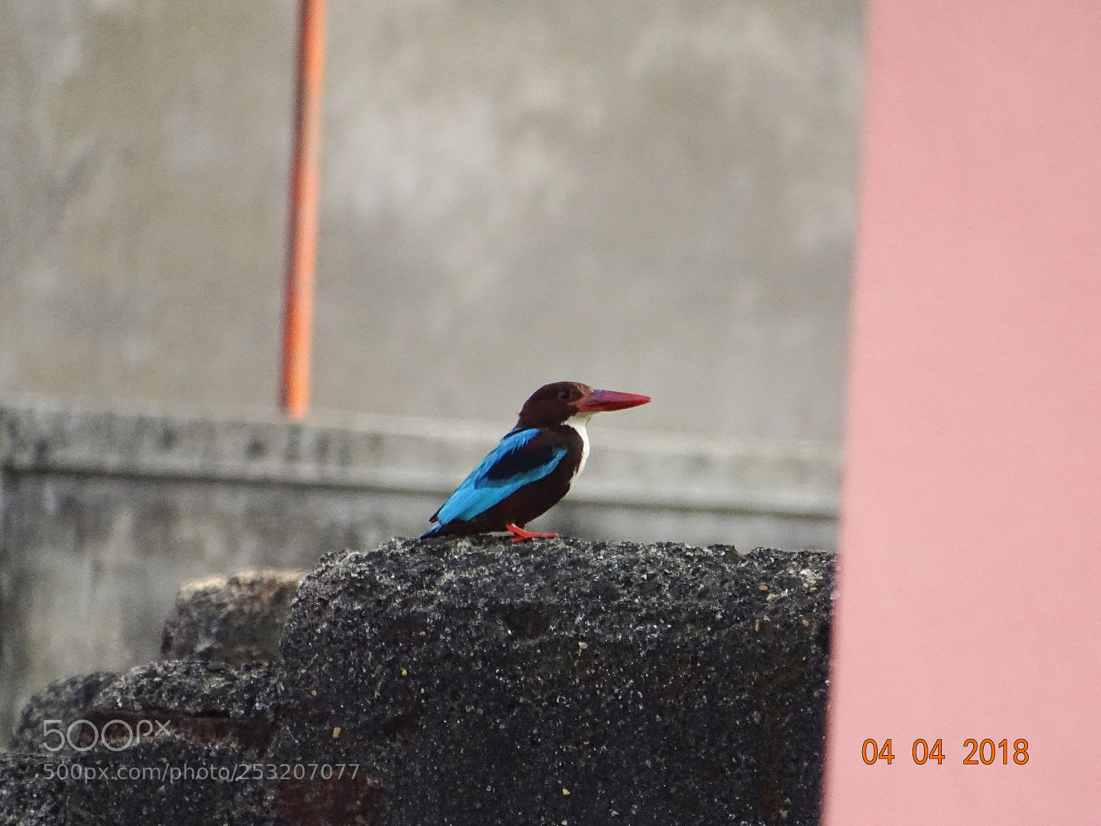 Sony Cyber-shot DSC-HX400V sample photo. Untitled photography