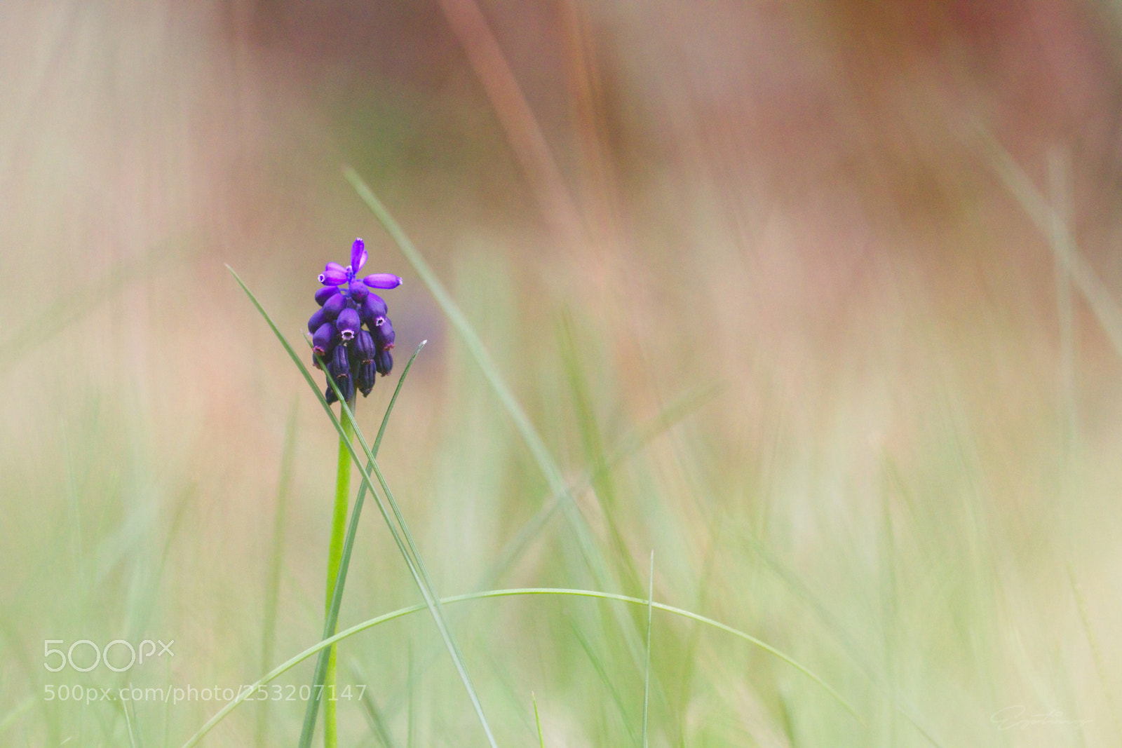 Canon EOS 70D sample photo. Purple flower photography