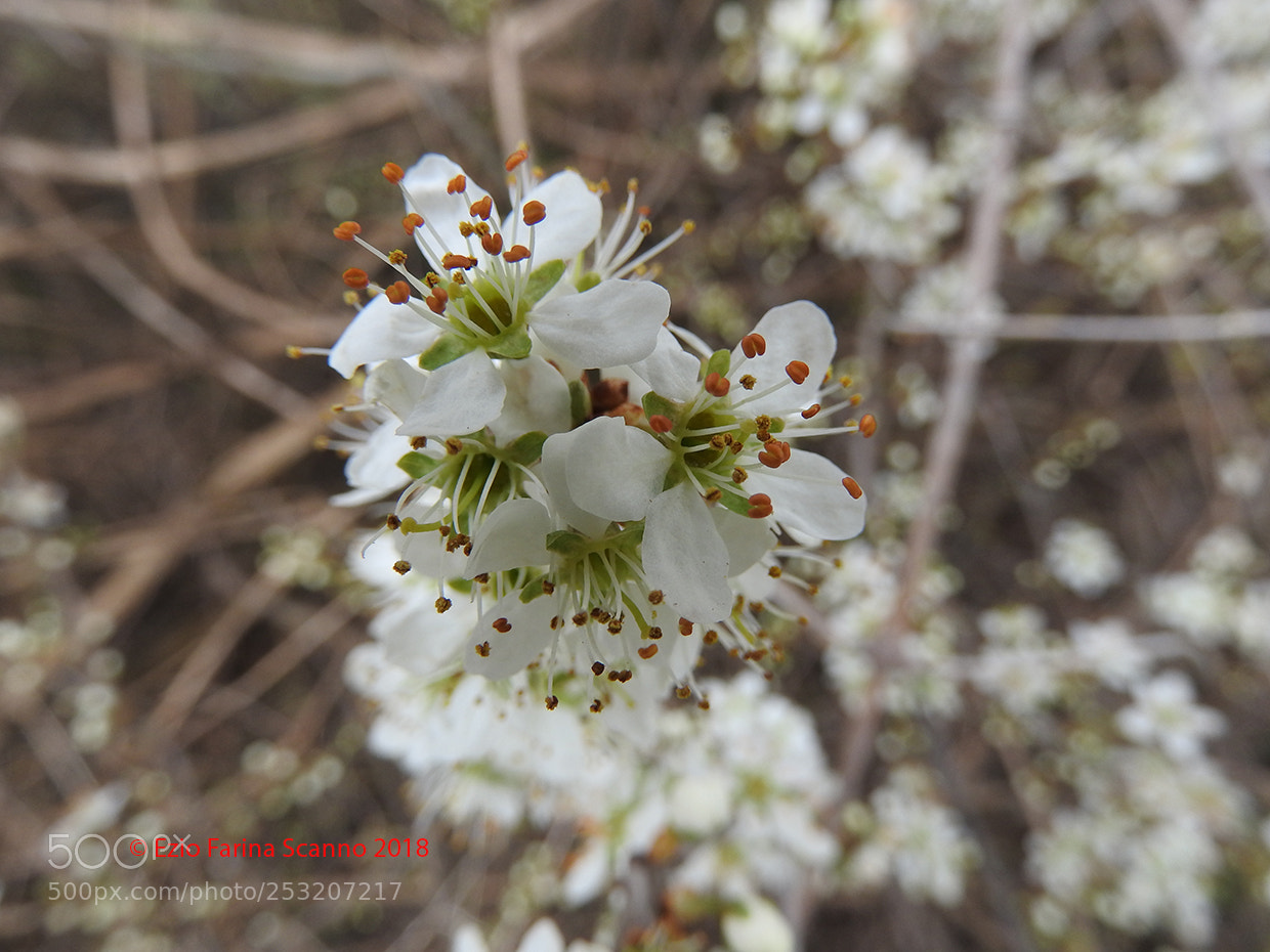 Nikon Coolpix P610 sample photo. Fiori di bianco spino photography