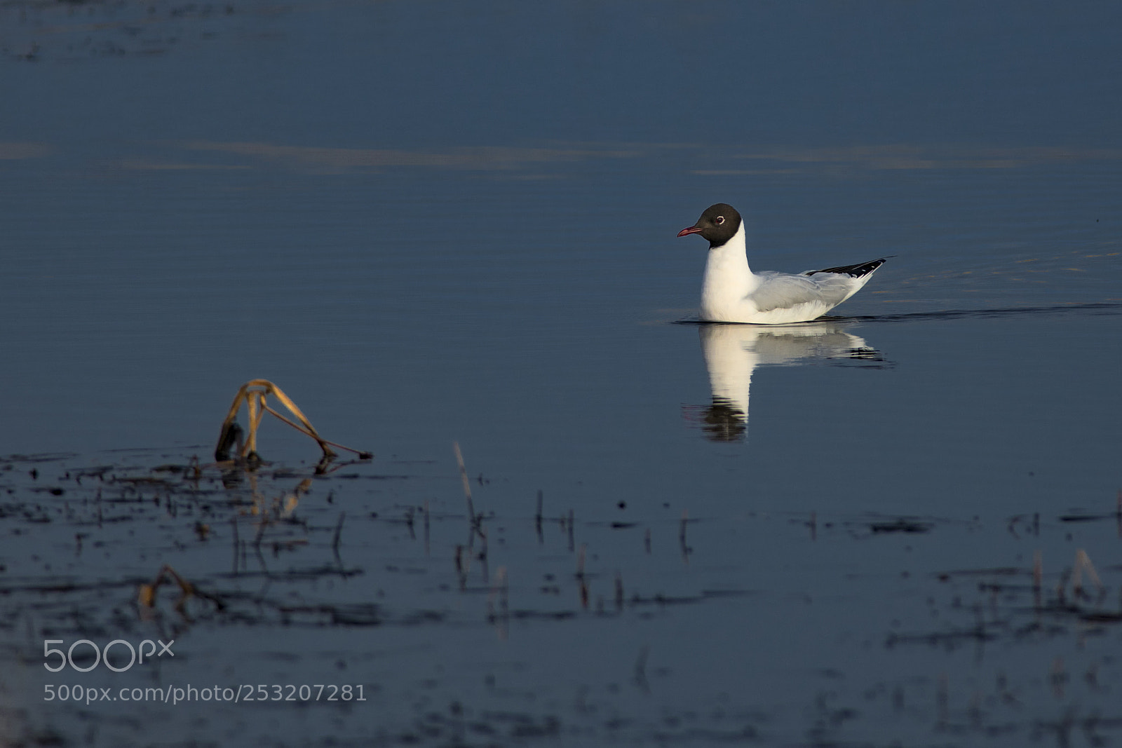 Nikon D850 sample photo. Artic tern photography