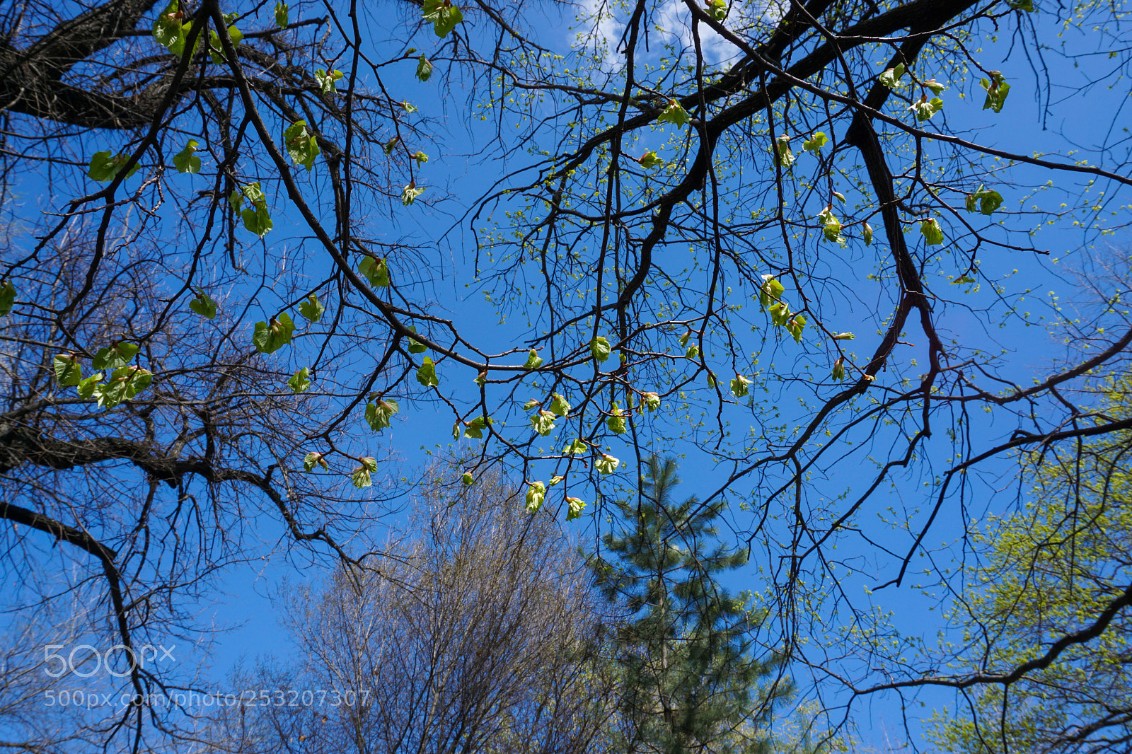 Sony a6000 sample photo. Spring sky photography