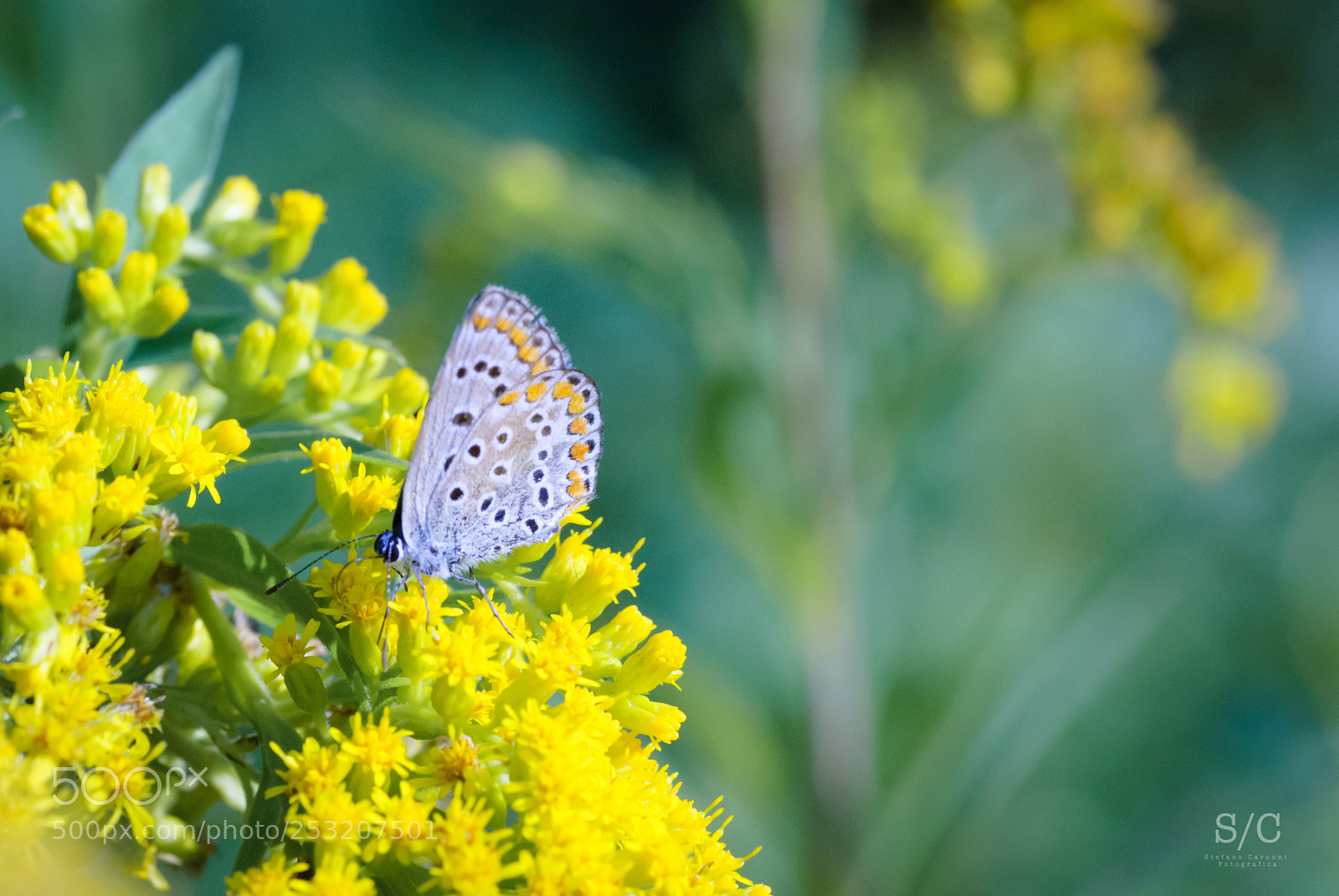 Nikon D80 sample photo. Butterfly #14 photography