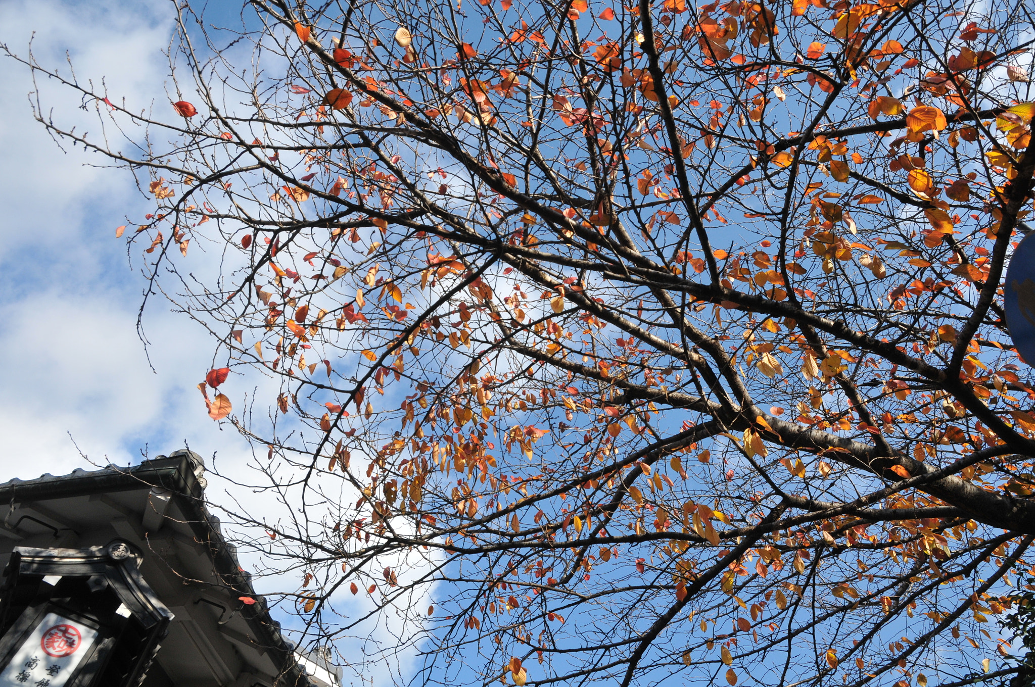 Nikon D300 sample photo