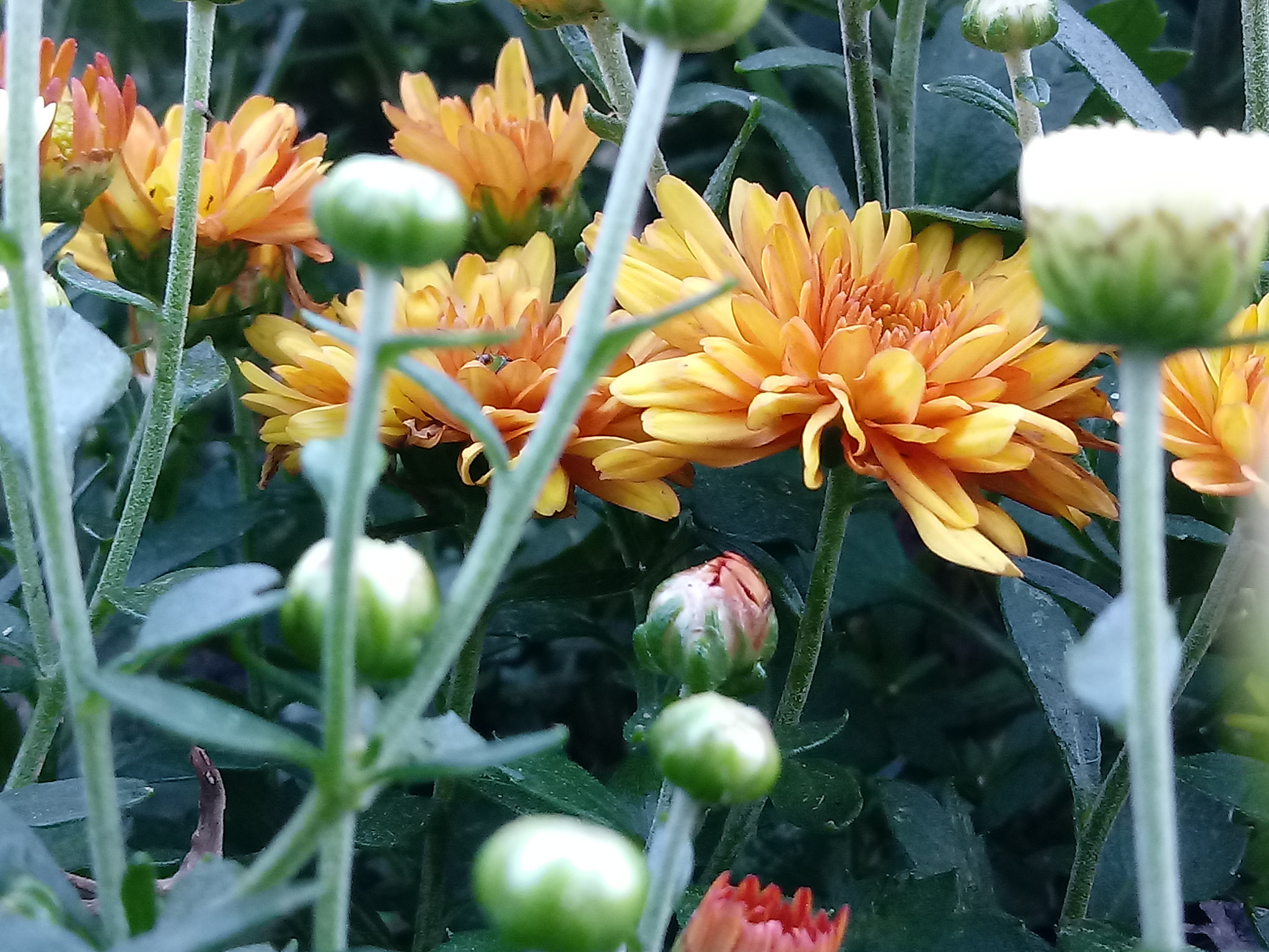 LG K10 (2017) sample photo