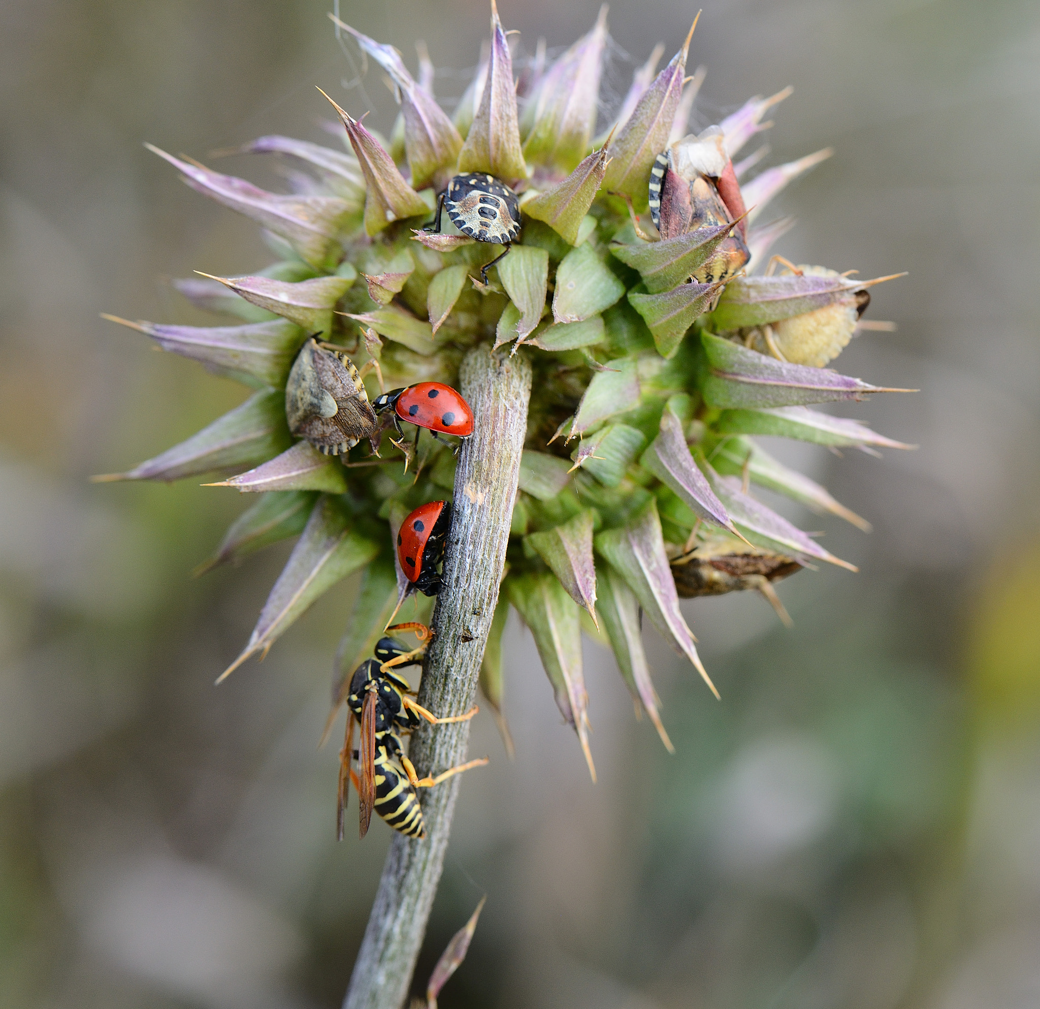 Nikon AF-S Micro-Nikkor 105mm F2.8G IF-ED VR sample photo. Vespidae.coccinellidae.lygus pratensis photography