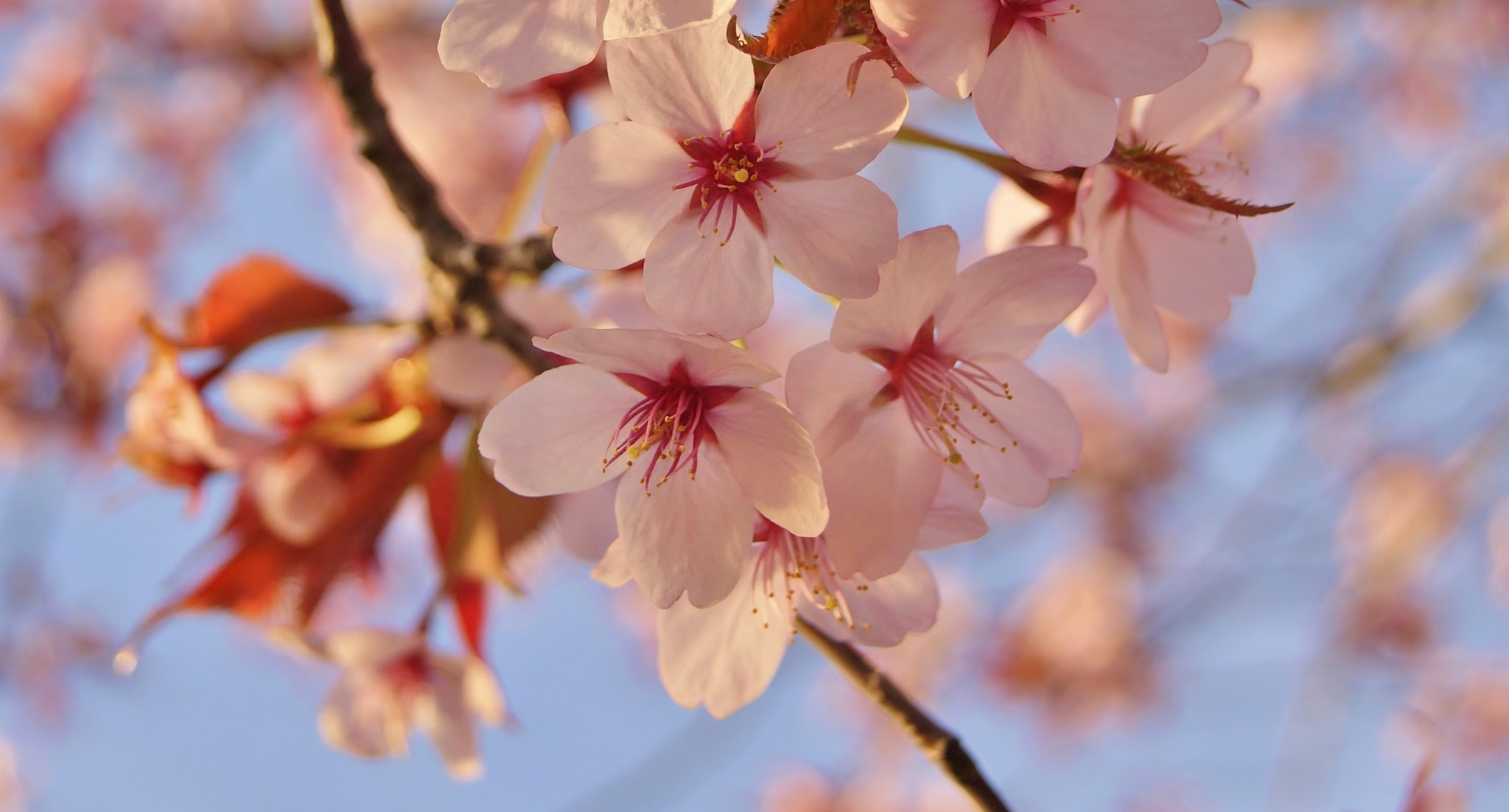 Sony Alpha DSLR-A380 sample photo. Sunset cherry blossom memory ... photography