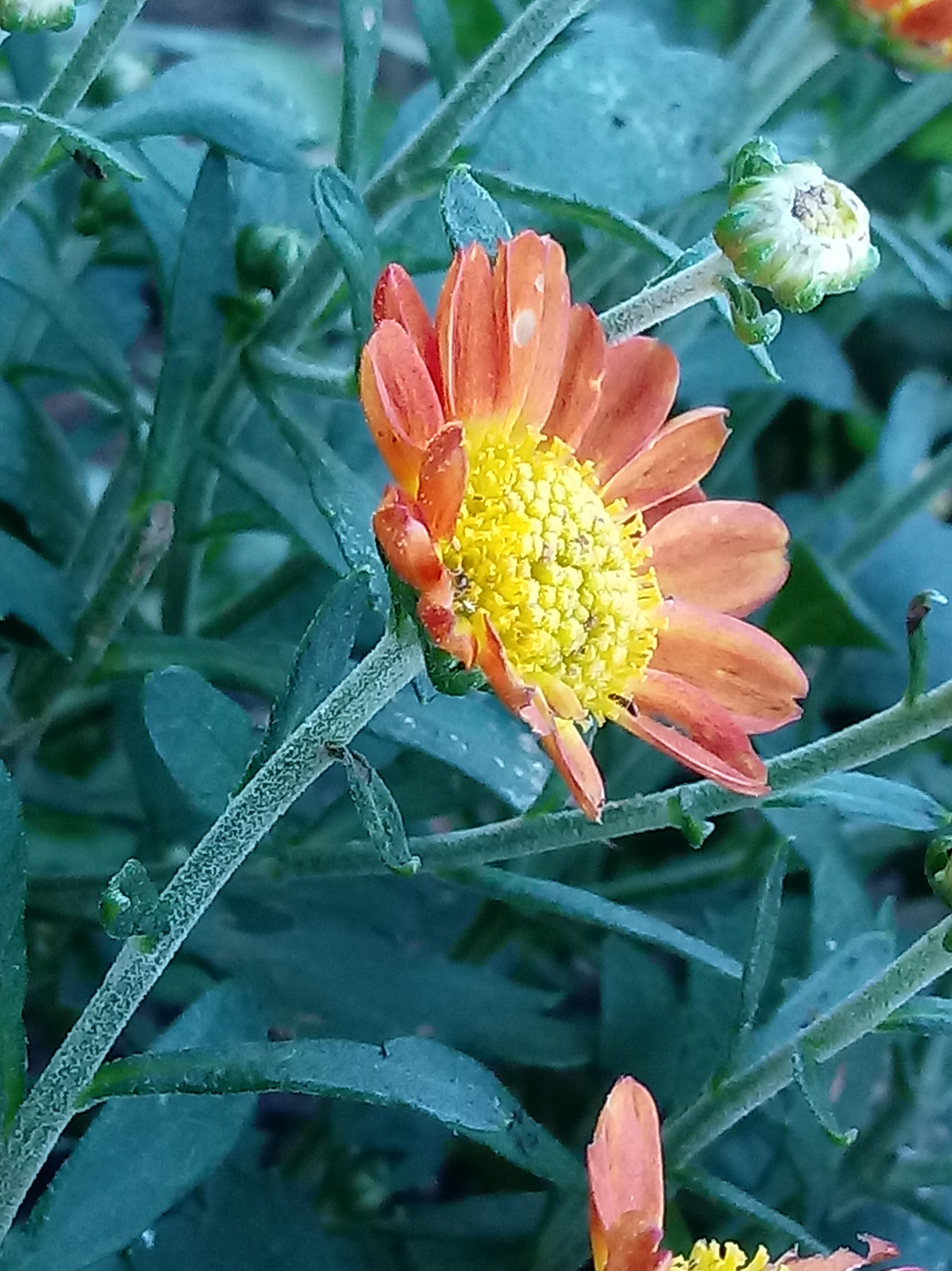 LG K10 (2017) sample photo
