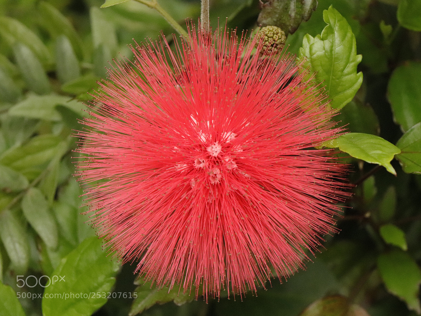 Canon EOS 77D (EOS 9000D / EOS 770D) sample photo. Calliandra haematocephala photography