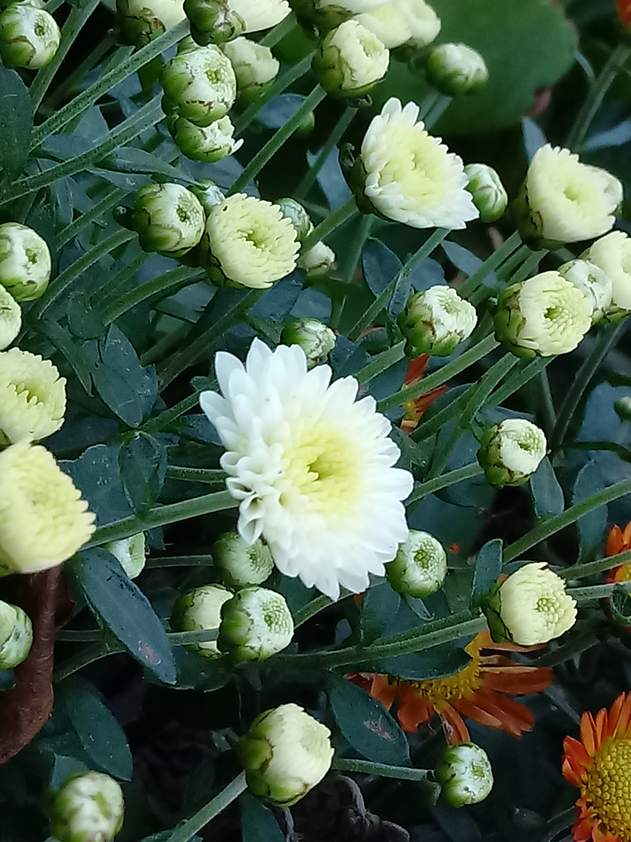 LG K10 (2017) sample photo