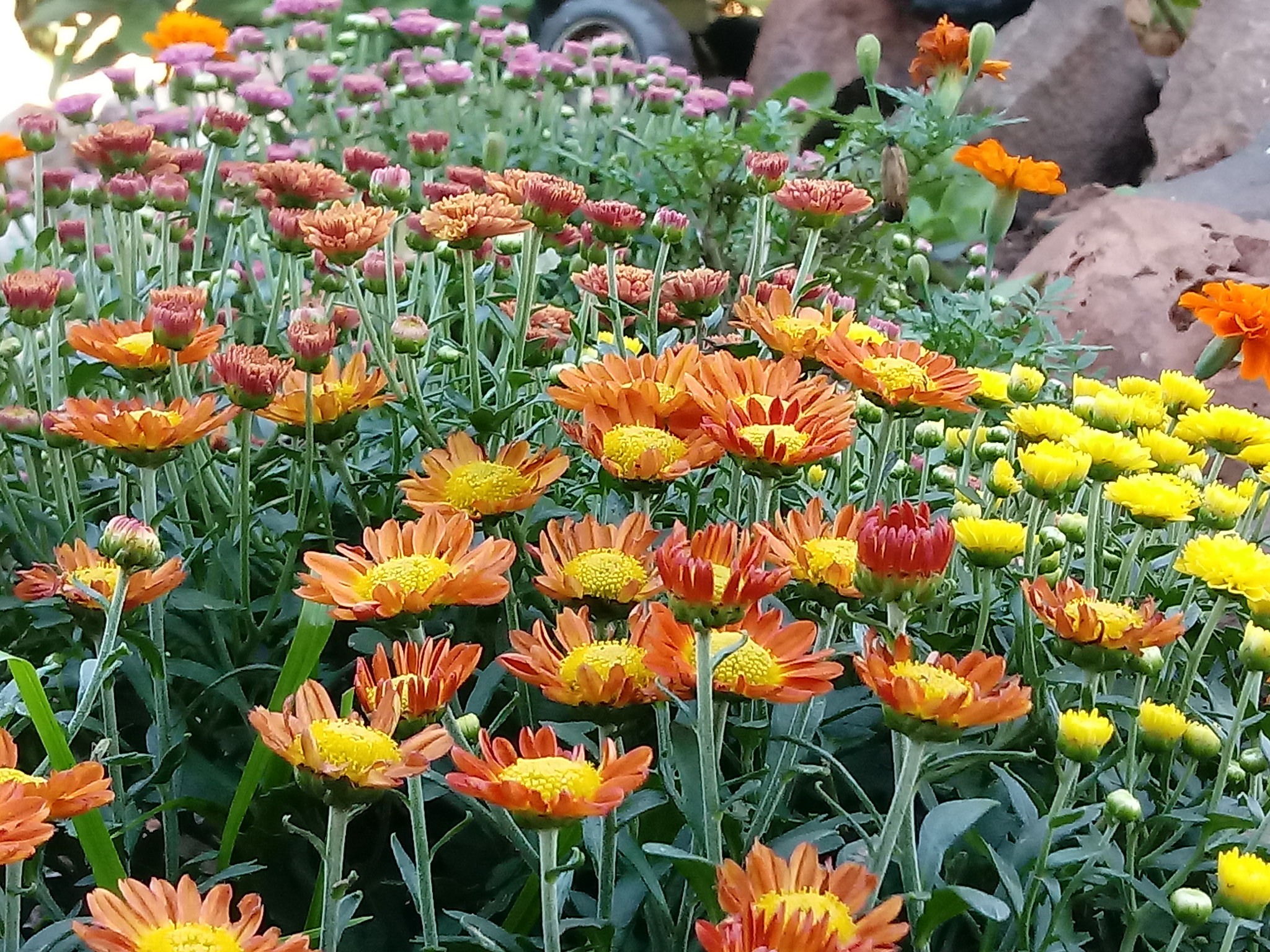 LG K10 (2017) sample photo