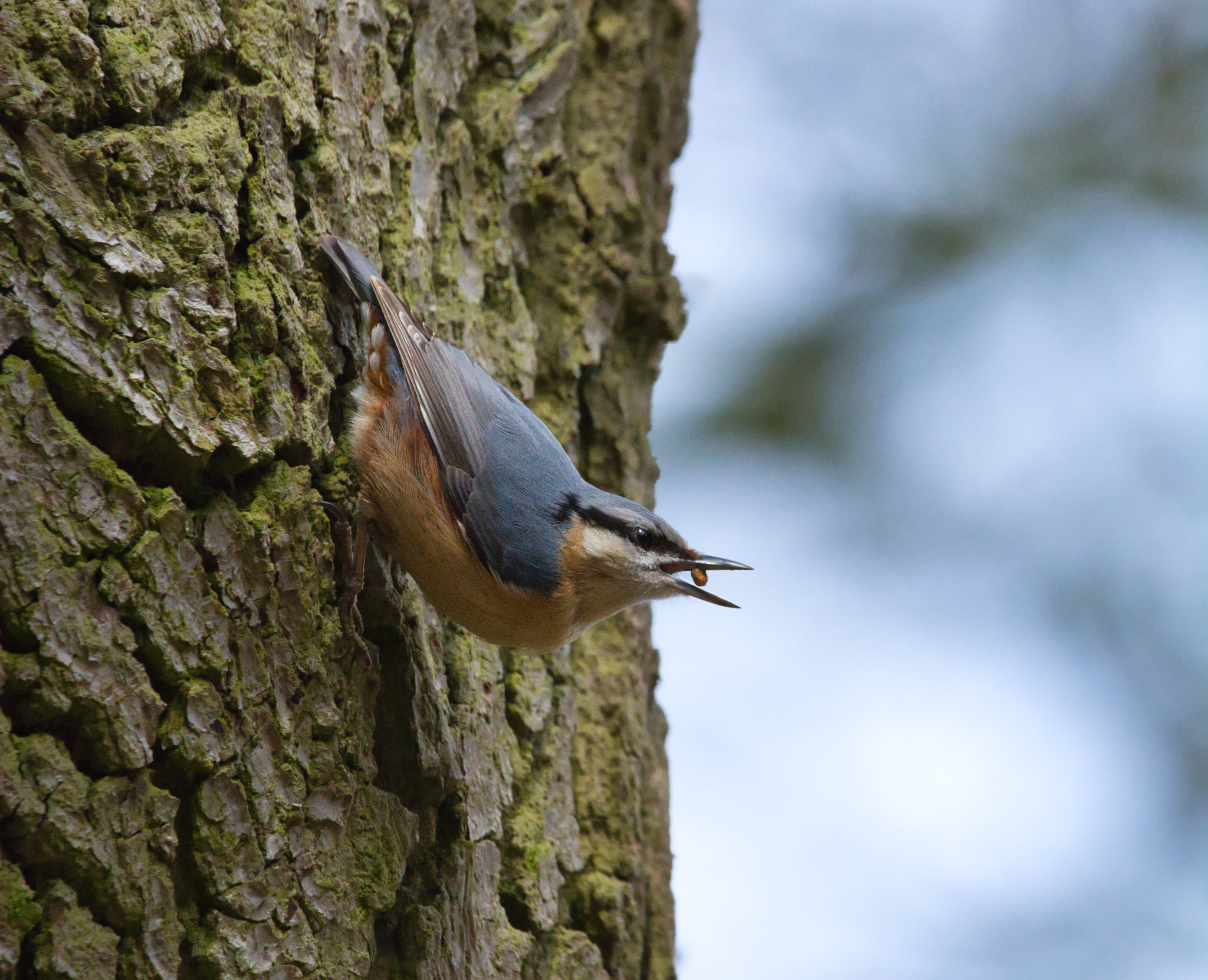 Nikon D7100 + Sigma 150-600mm F5-6.3 DG OS HSM | C sample photo. Nuthatch flick and swallow photography