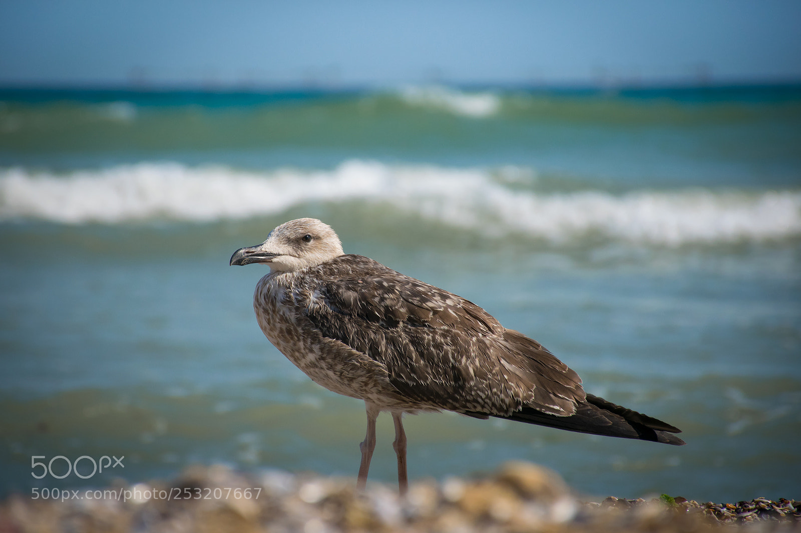 Nikon D5300 sample photo. Seagull photography