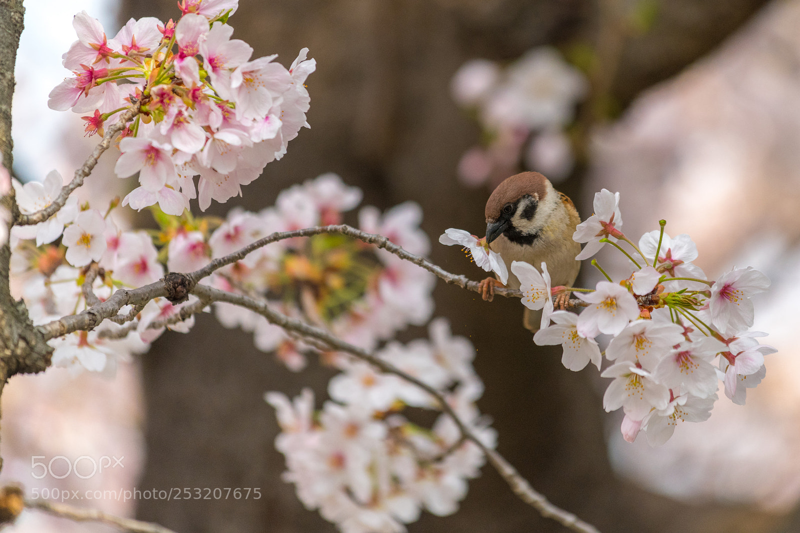 Nikon D850 sample photo. Sparrow bird and japan photography