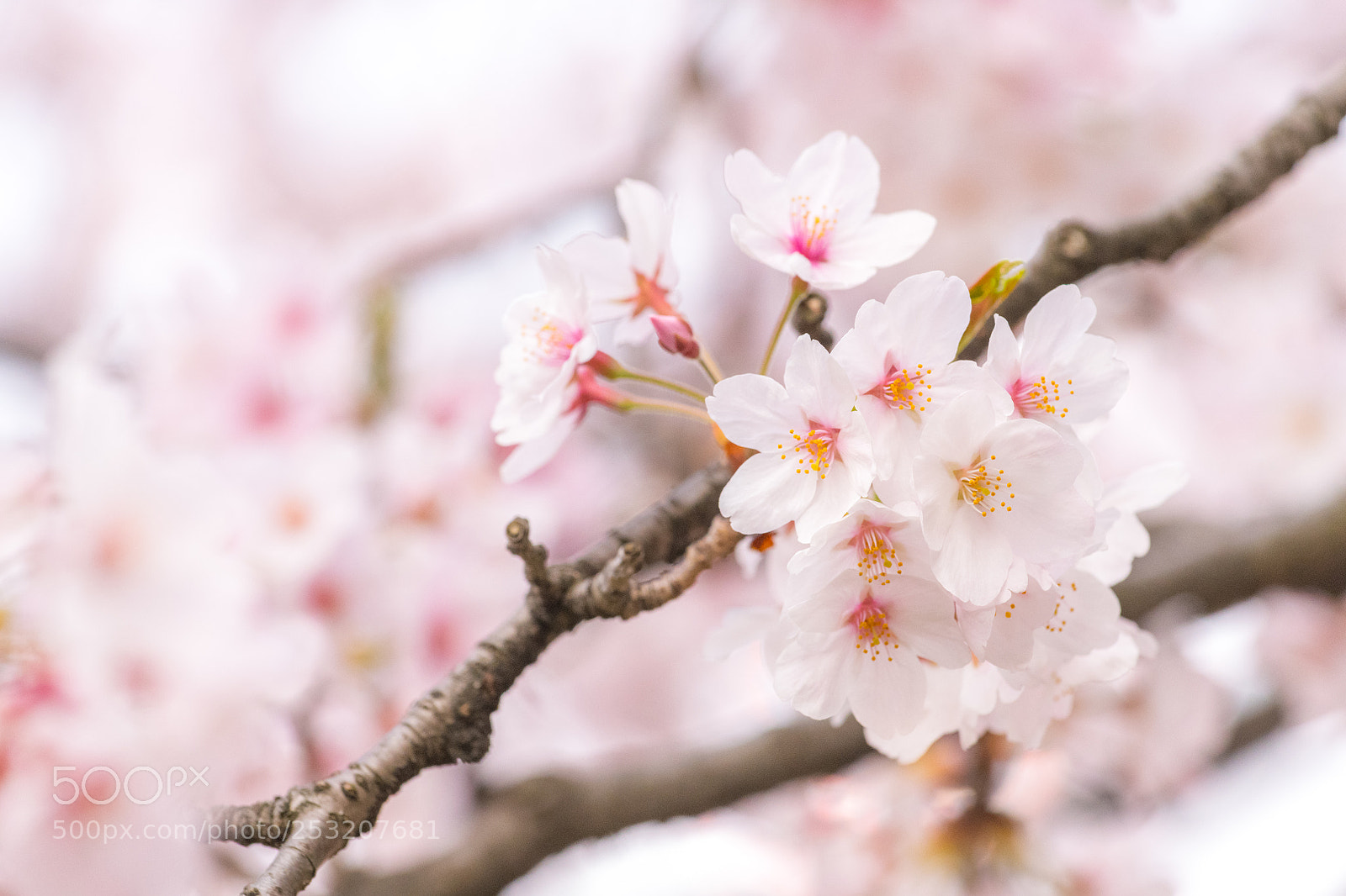 Nikon D850 sample photo. Japan sakura cherry blossom photography