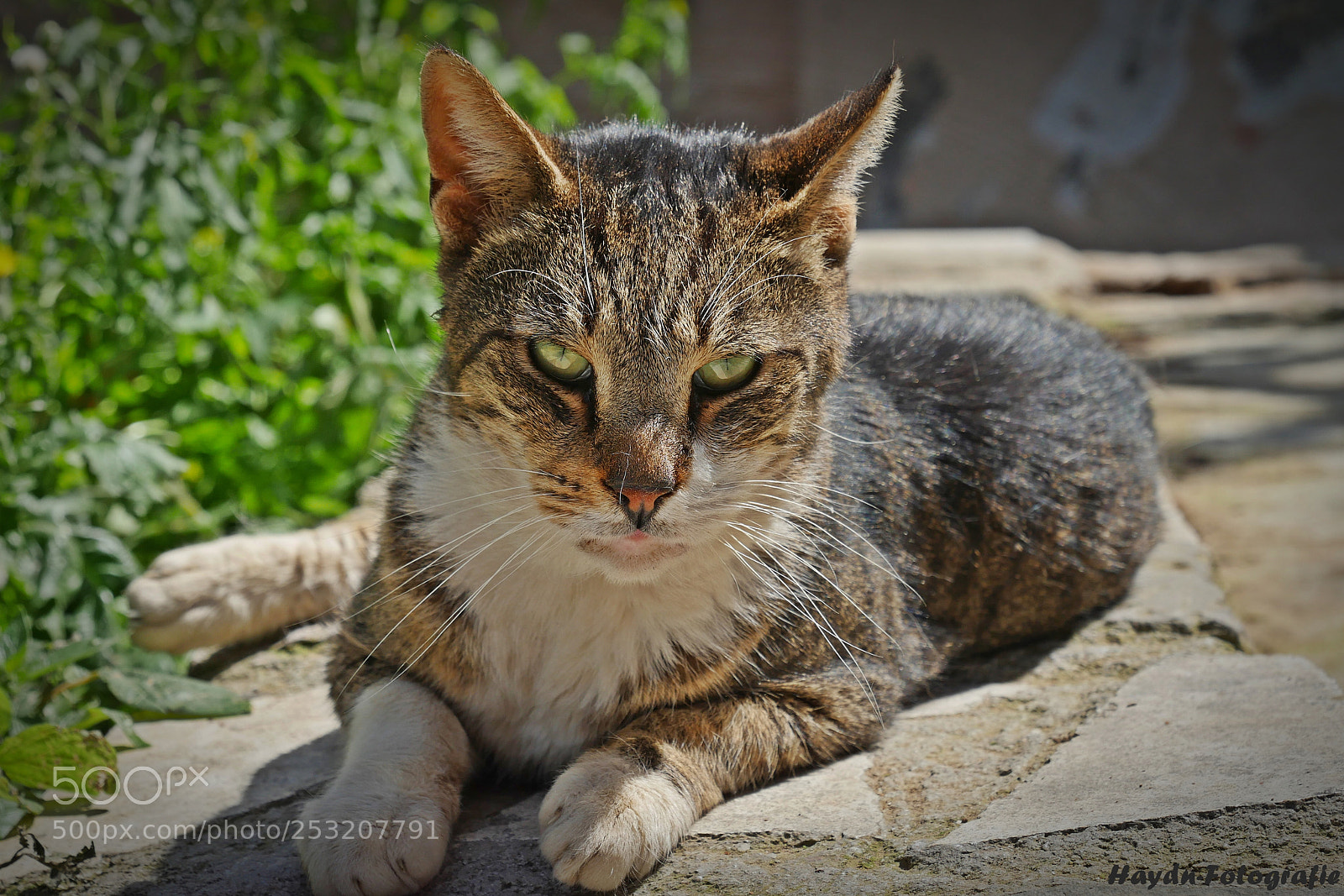 Panasonic Lumix DMC-GH4 sample photo. Suspicious photography