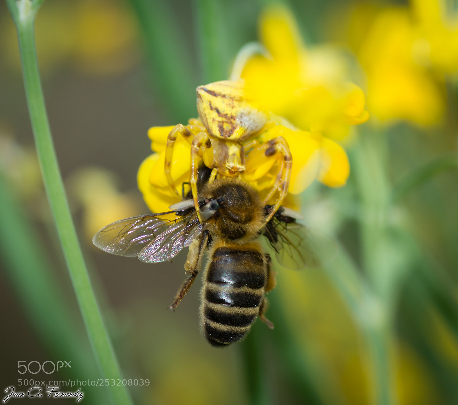 Nikon D7200 sample photo. Perfect camo photography