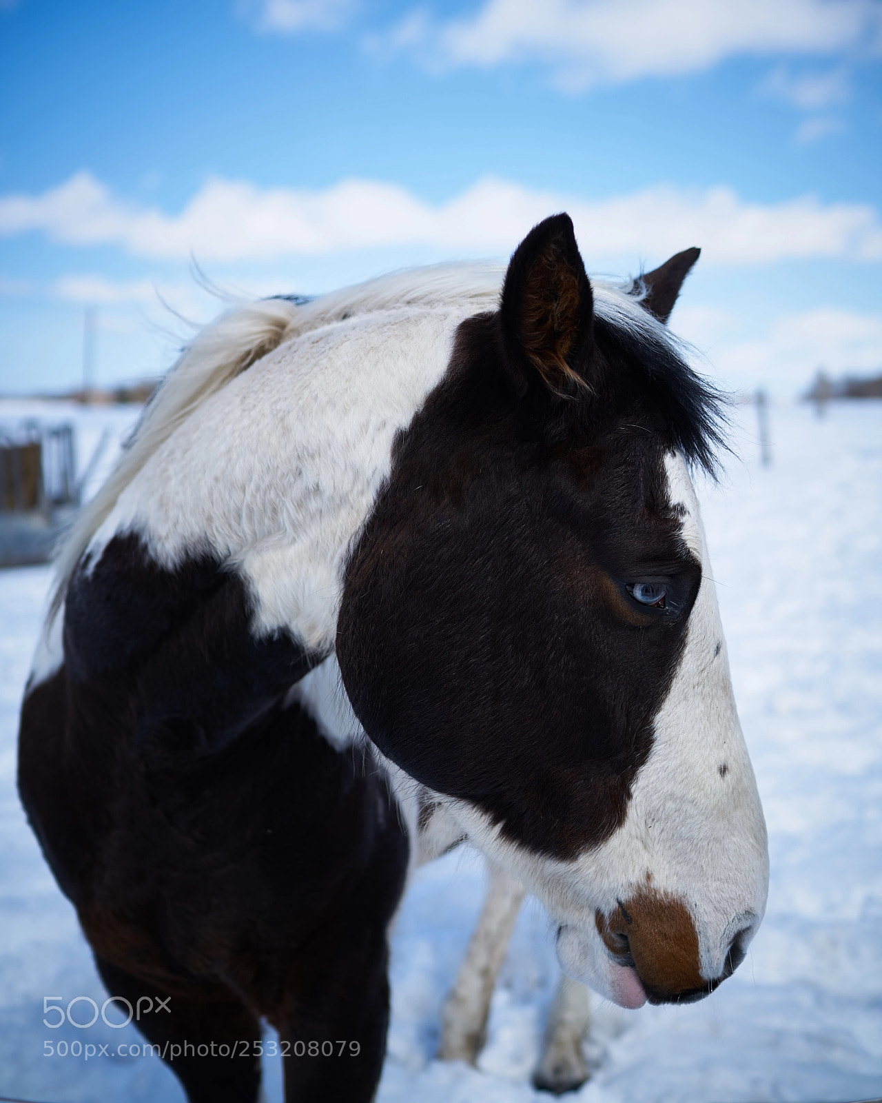 Sony a7R II sample photo. Blue eyes photography