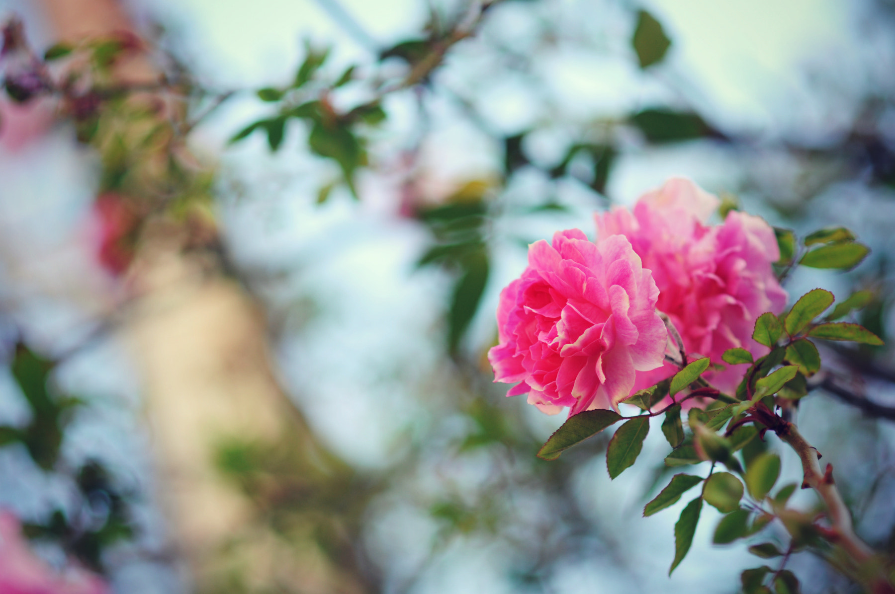 Nikon D300 + Nikon AF Nikkor 85mm F1.8D sample photo. Spring rose photography