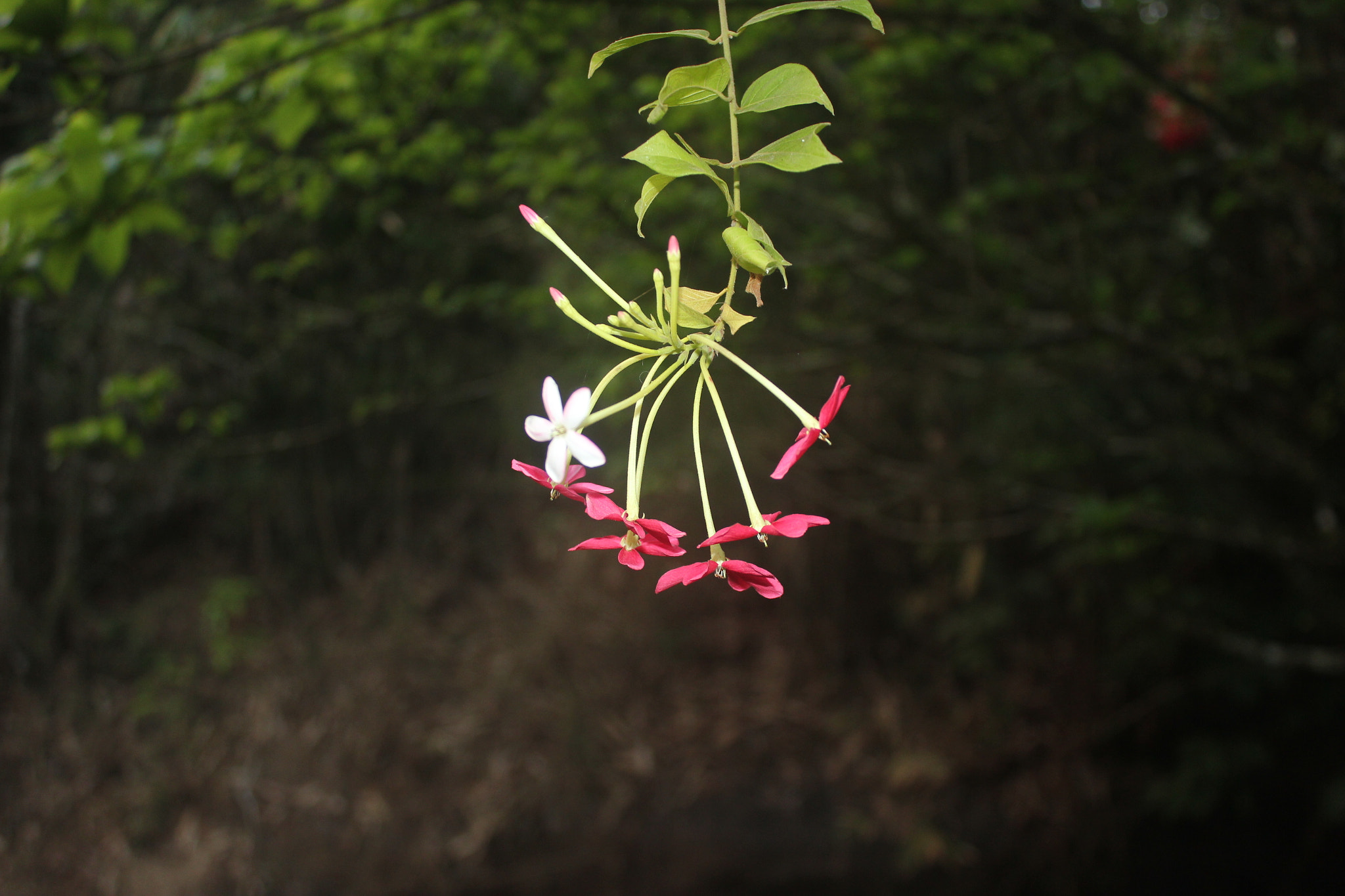 Canon EOS 550D (EOS Rebel T2i / EOS Kiss X4) sample photo. Wild beauty photography