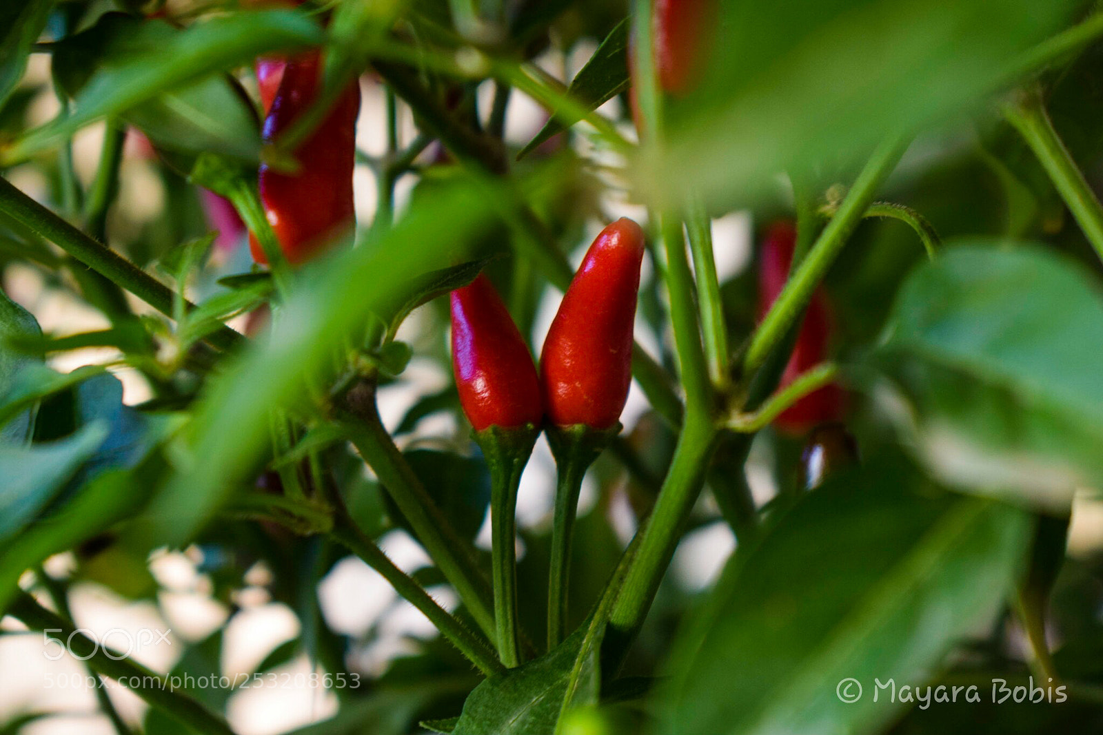 Nikon D3300 sample photo. Pepper photography