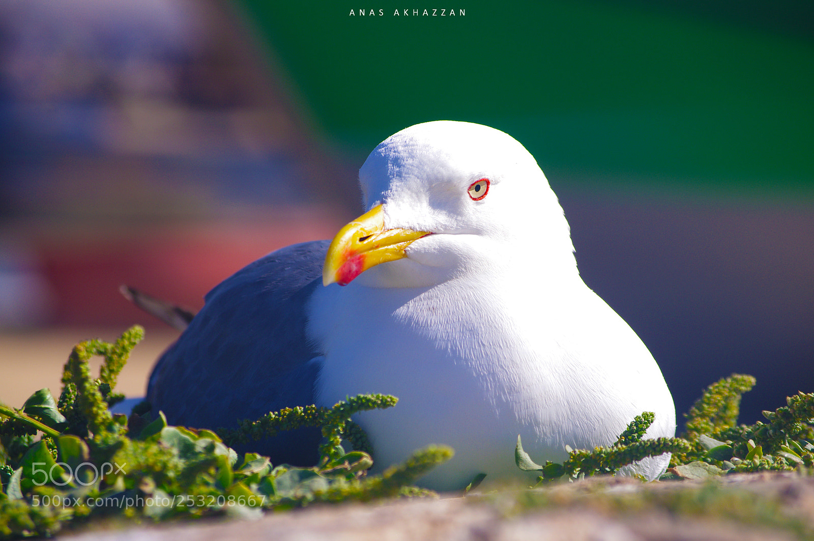 Pentax K-r sample photo. Bird of spring photography
