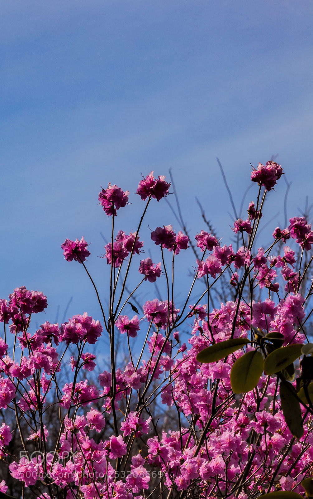 Canon EOS 5D Mark II sample photo. Spring flowers and sky photography