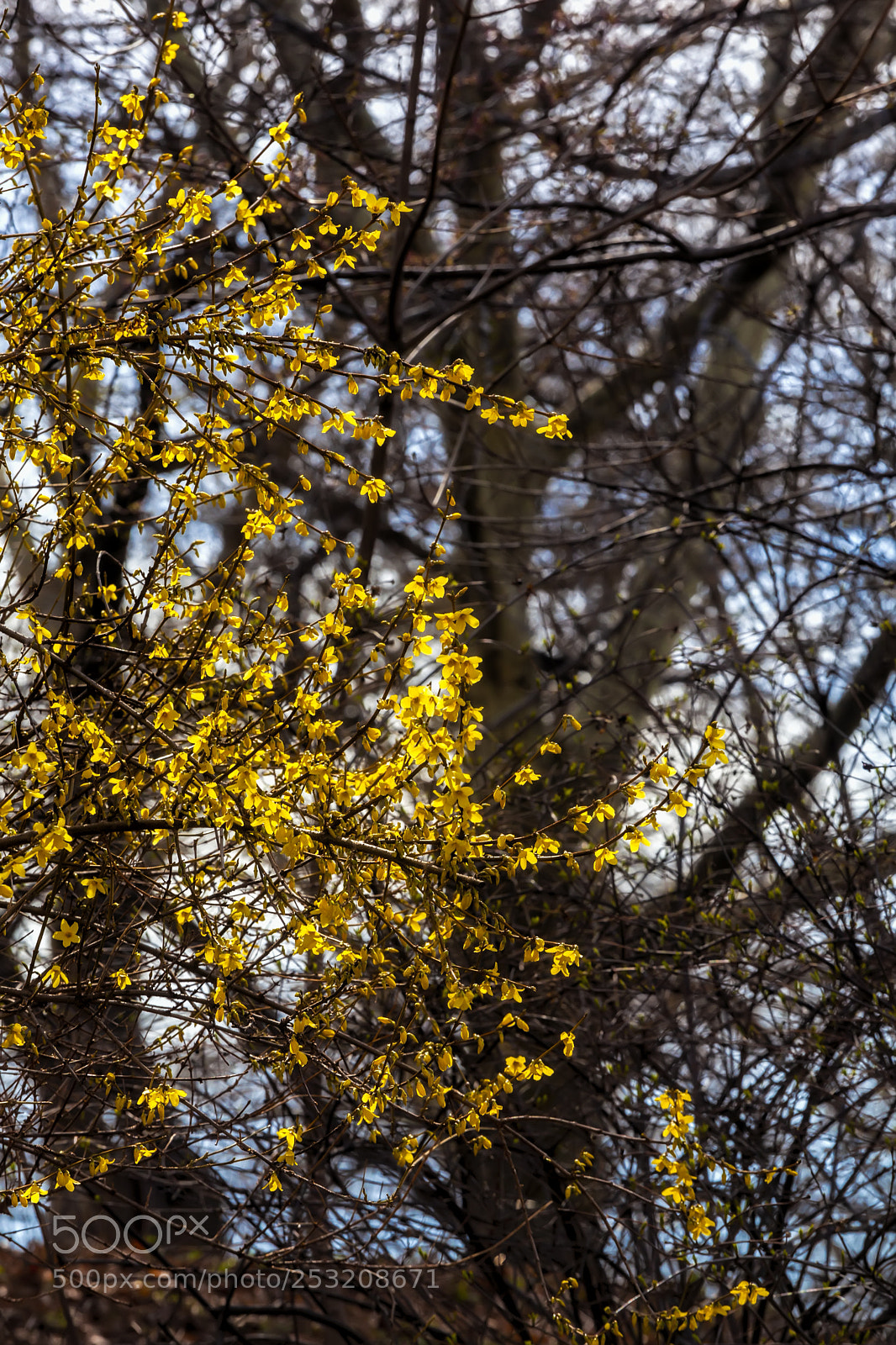 Canon EOS 5D Mark II sample photo. Forsythia photography