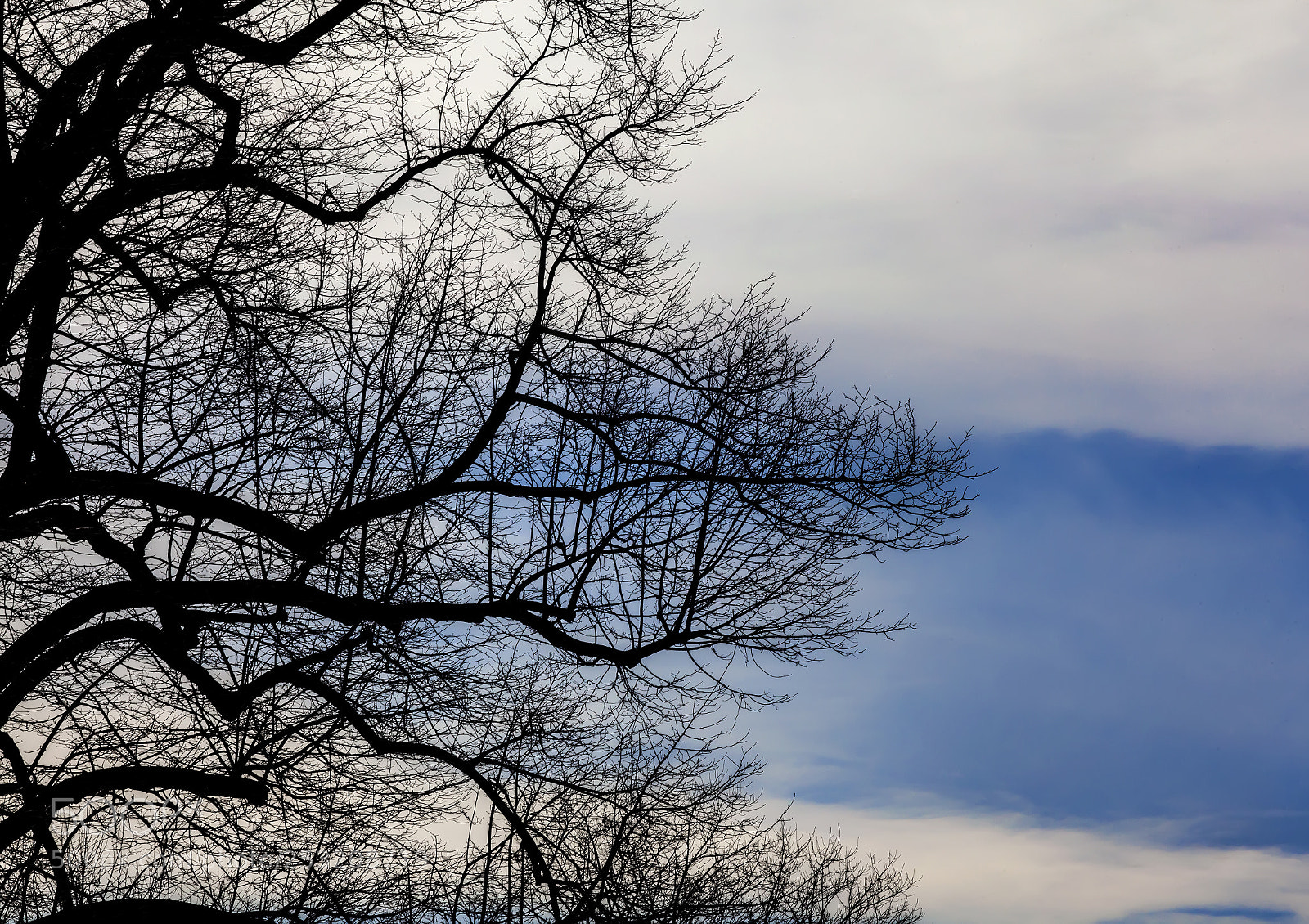 Canon EOS 5D Mark II sample photo. Trees and clouds photography