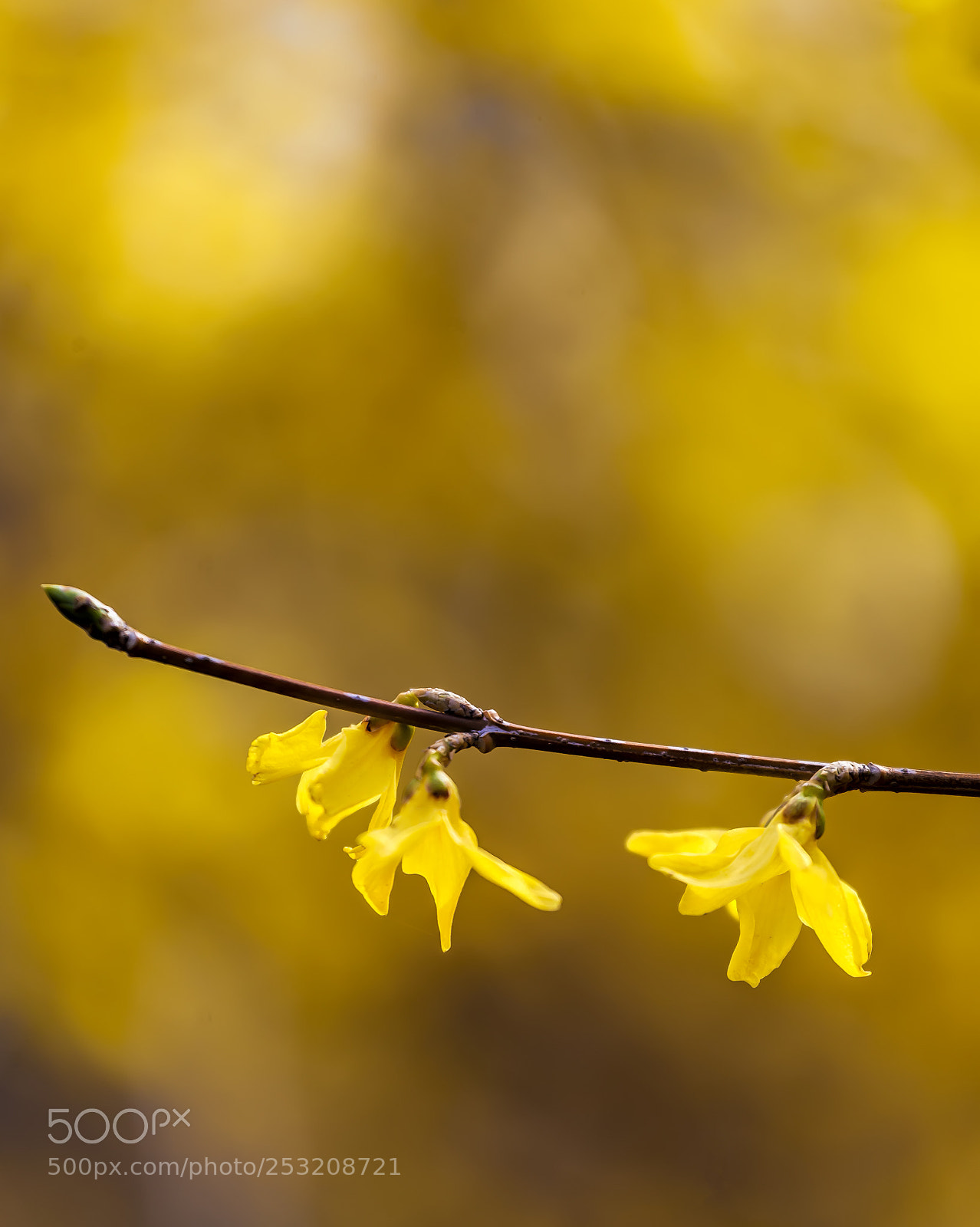 Canon EOS 5D Mark II sample photo. Forsythia blossoms photography