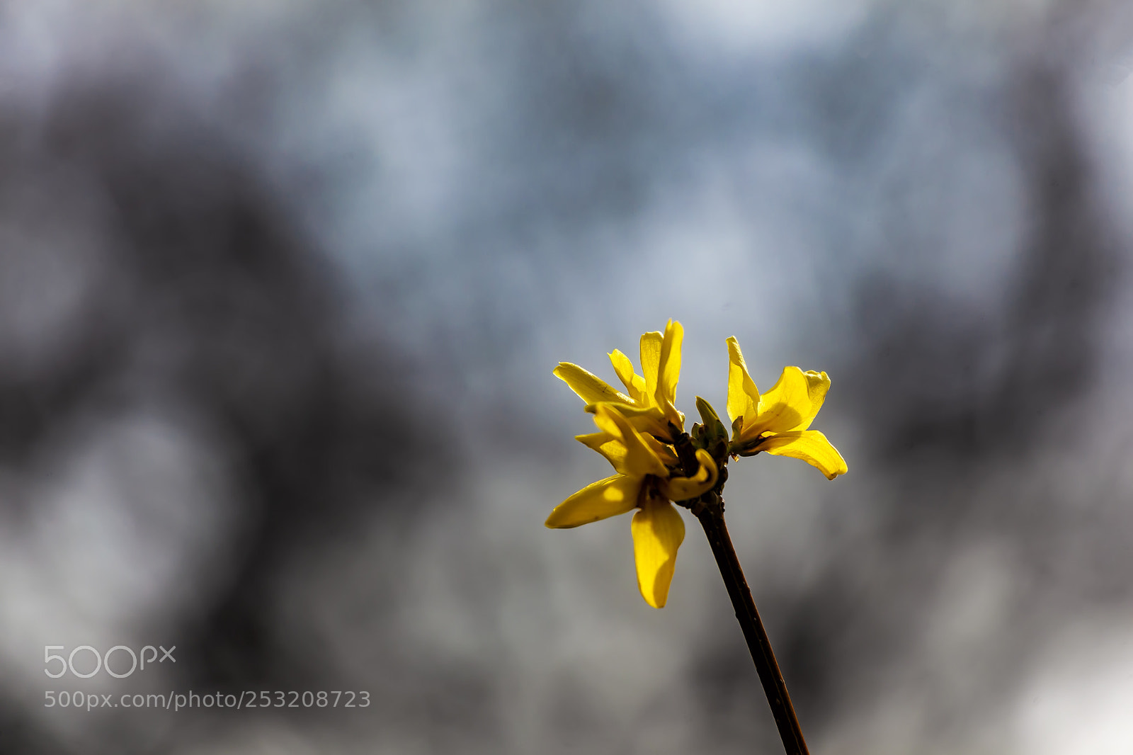 Canon EOS 5D Mark II sample photo. Forsythia photography