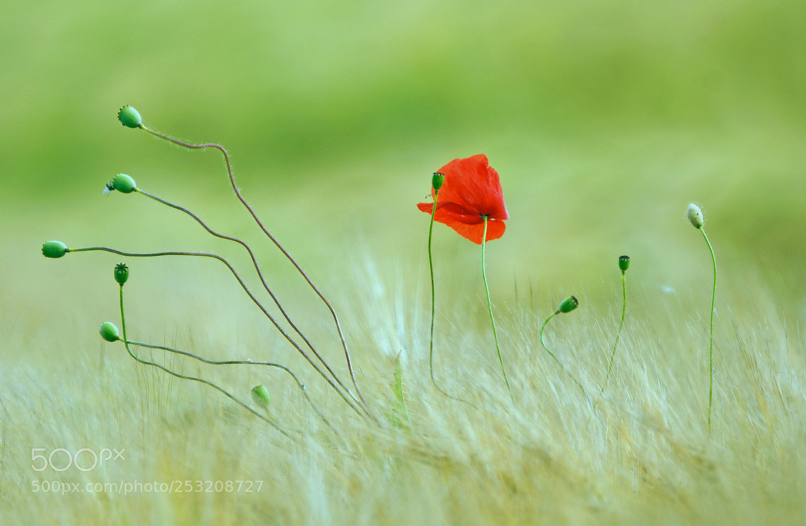 Sony SLT-A77 sample photo. Red poppy photography