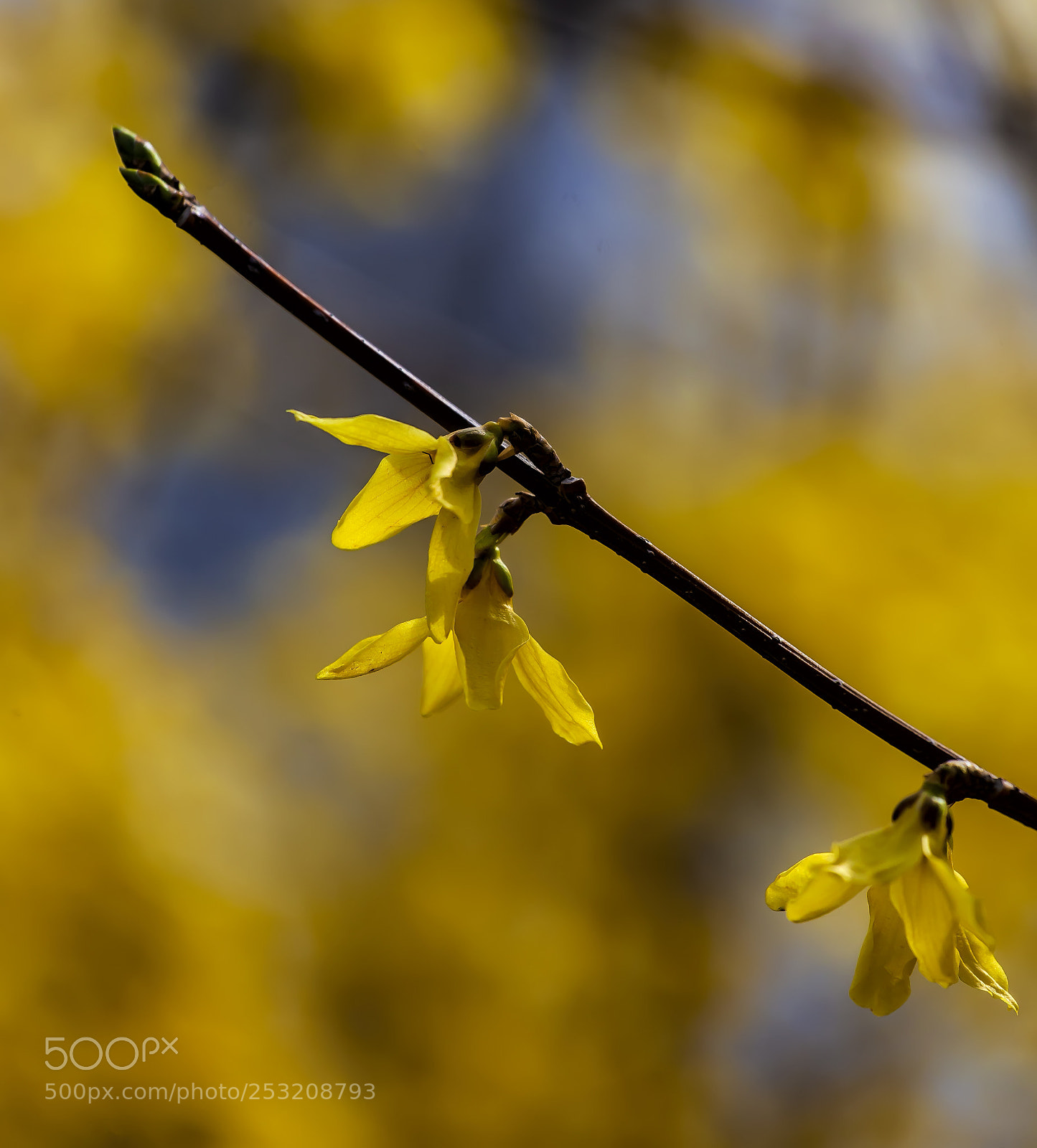 Canon EOS 5D Mark II sample photo. Forsythia blossoms photography