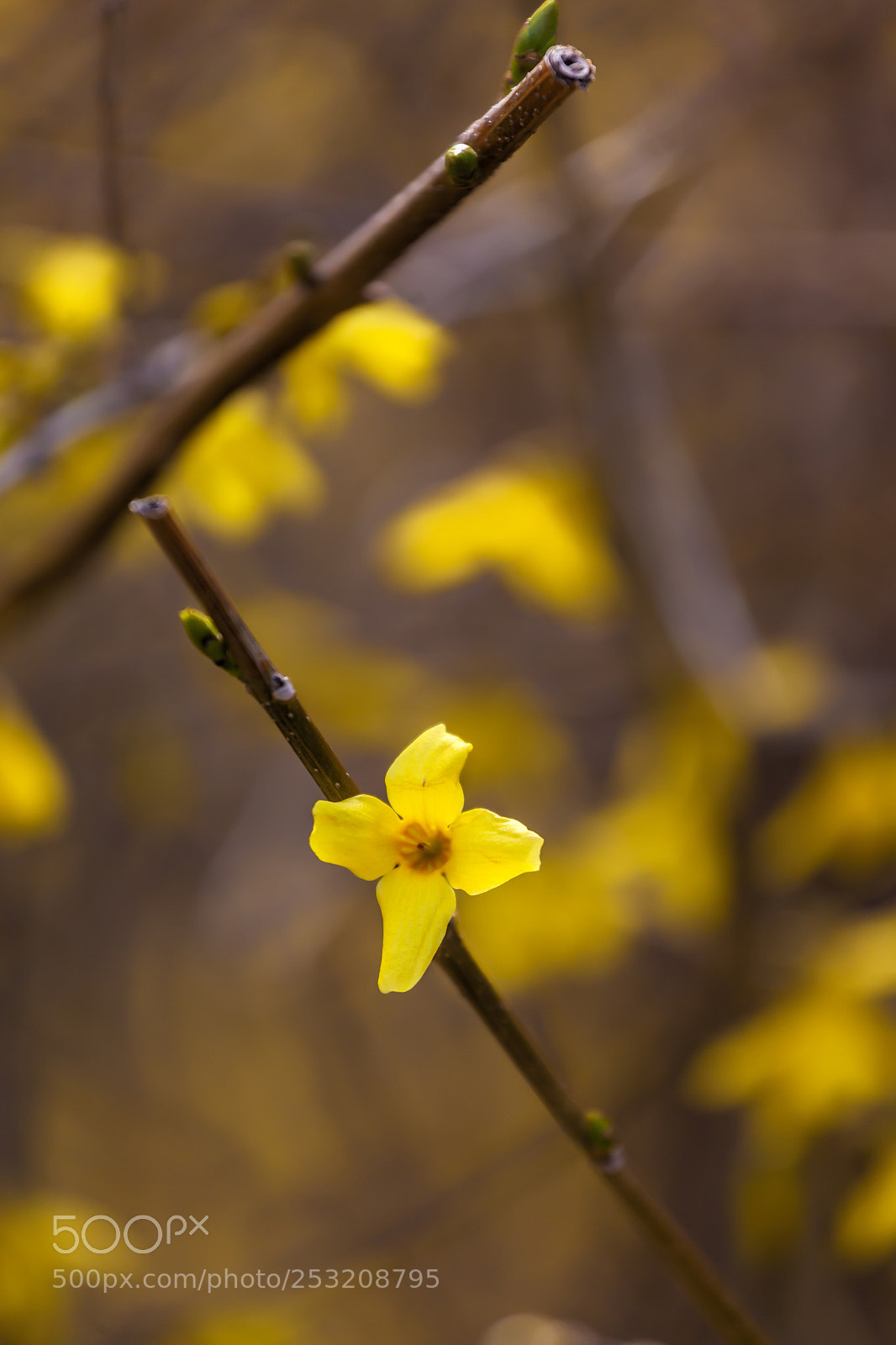 Canon EOS 5D Mark II sample photo. Forsythia blossoms photography