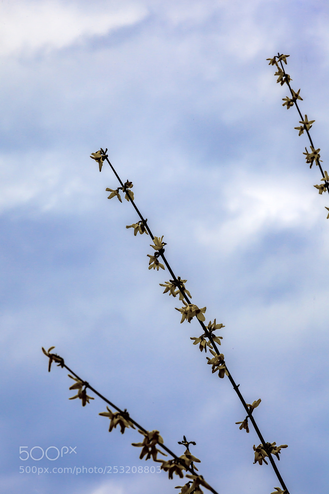 Canon EOS 5D Mark II sample photo. Forsythia branches and flowers photography