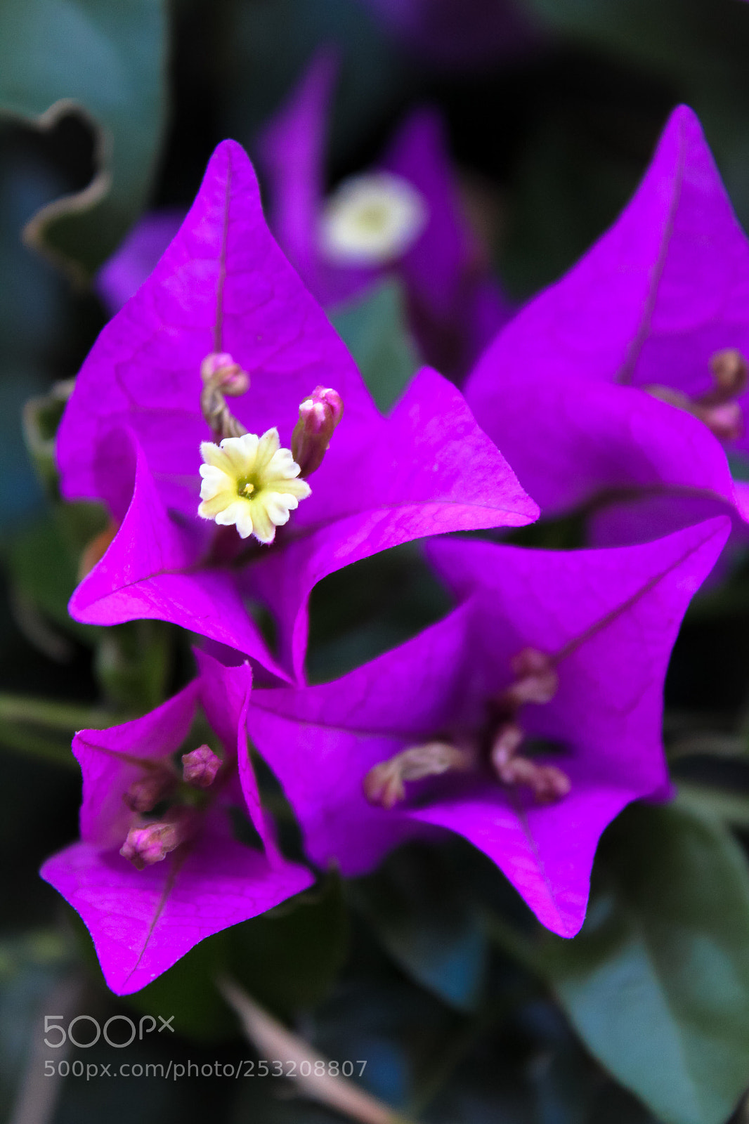 Canon EOS 1300D (EOS Rebel T6 / EOS Kiss X80) sample photo. Flowers in south florida  photography