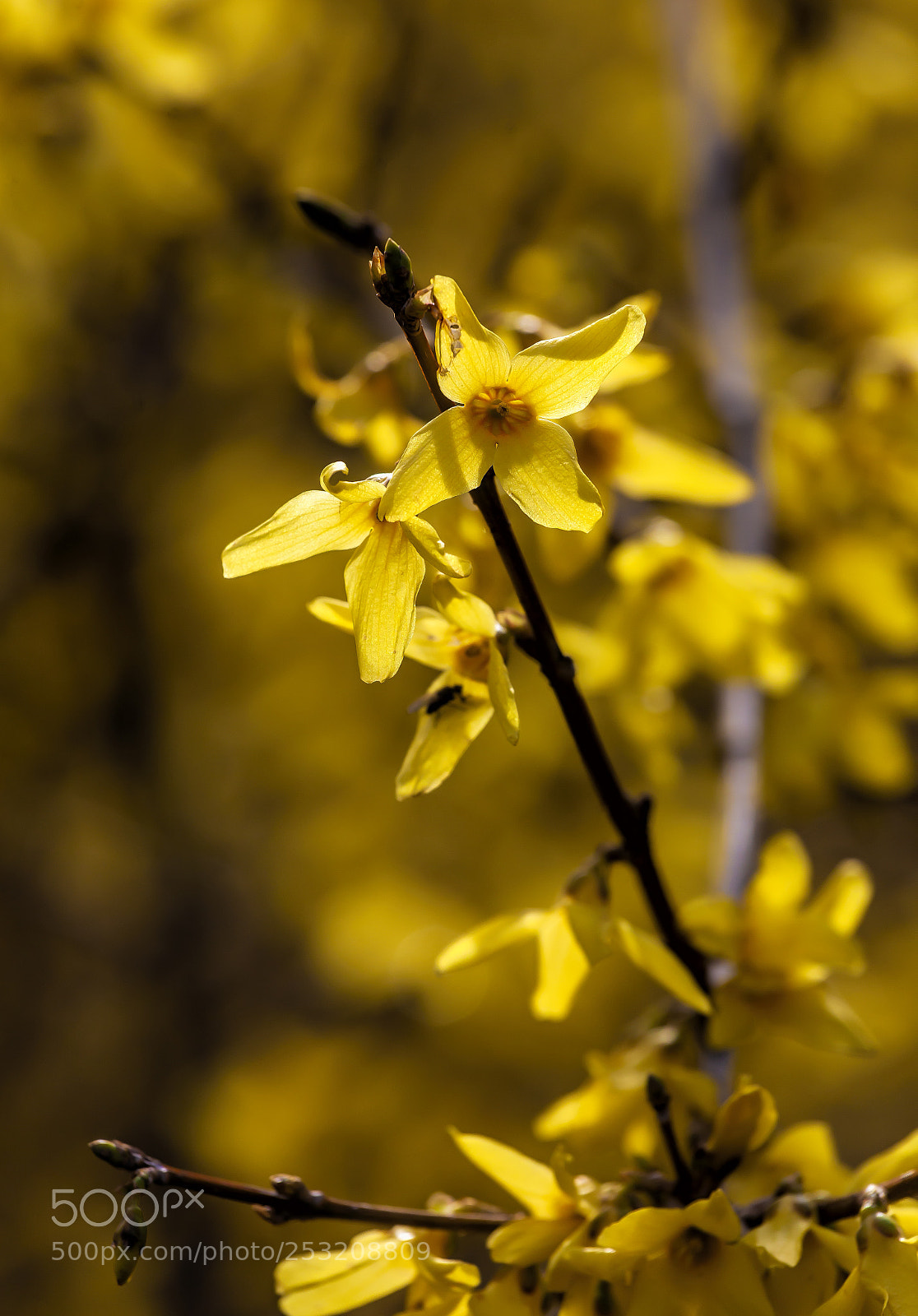 Canon EOS 5D Mark II sample photo. Forsythia blossoms photography