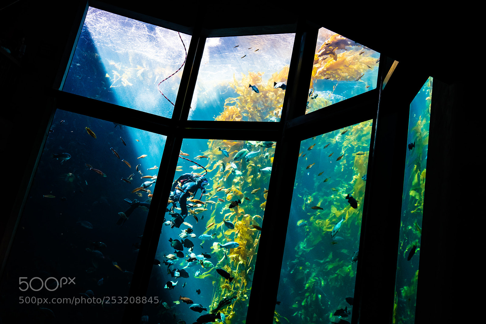 Sony a7R III sample photo. Dive photography