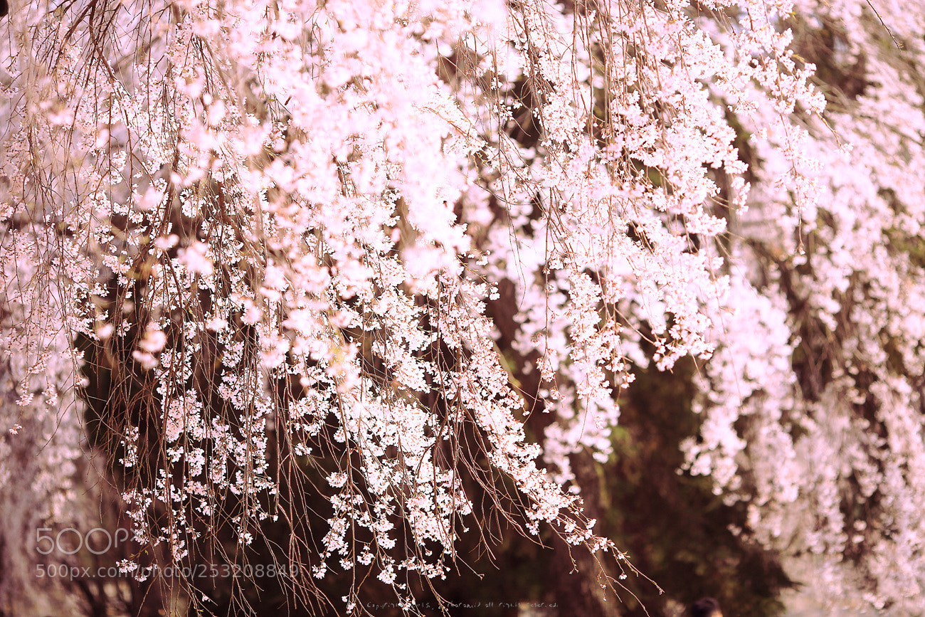 Canon EOS 5D Mark II sample photo. Untitled photography