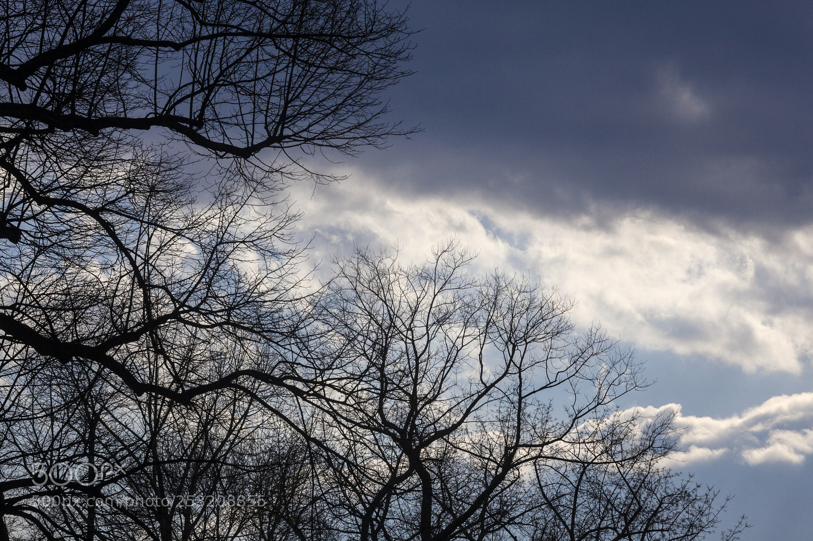 Canon EOS 5D Mark II sample photo. Spring trees and clouds photography