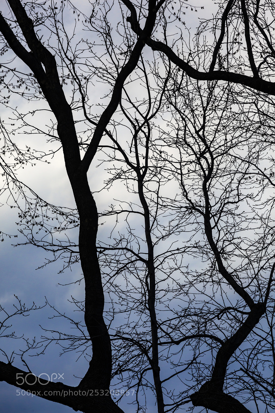 Canon EOS 5D Mark II sample photo. Spring trees and clouds photography