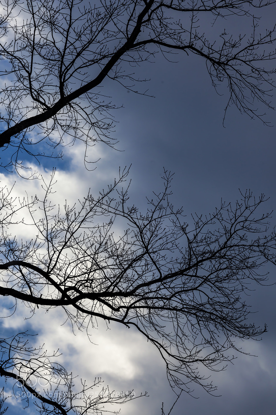 Canon EOS 5D Mark II sample photo. Spring trees and clouds photography