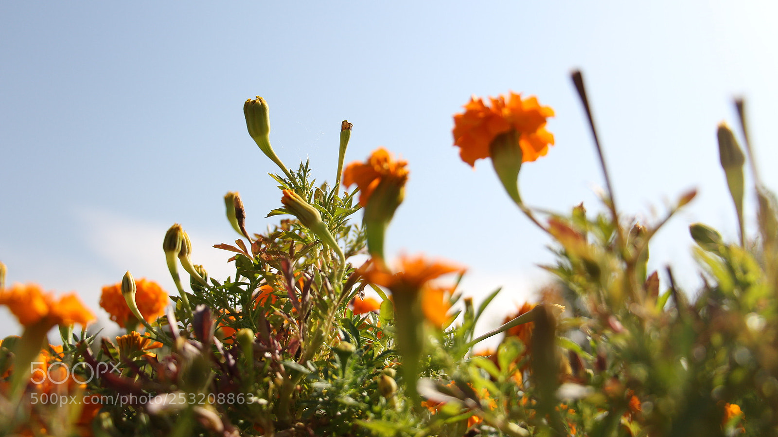 Canon EOS 700D (EOS Rebel T5i / EOS Kiss X7i) sample photo. Untitled photography