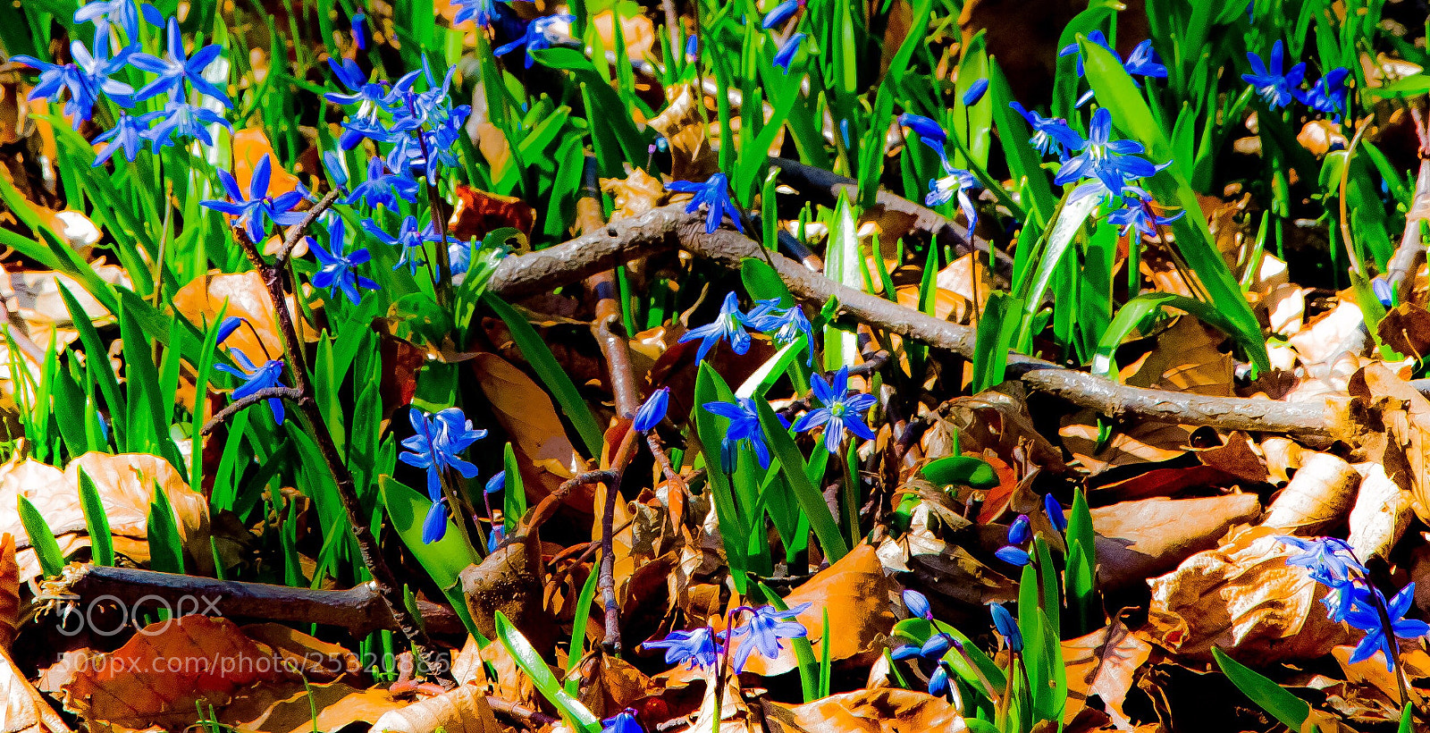Nikon D7200 sample photo. Frühling  photography