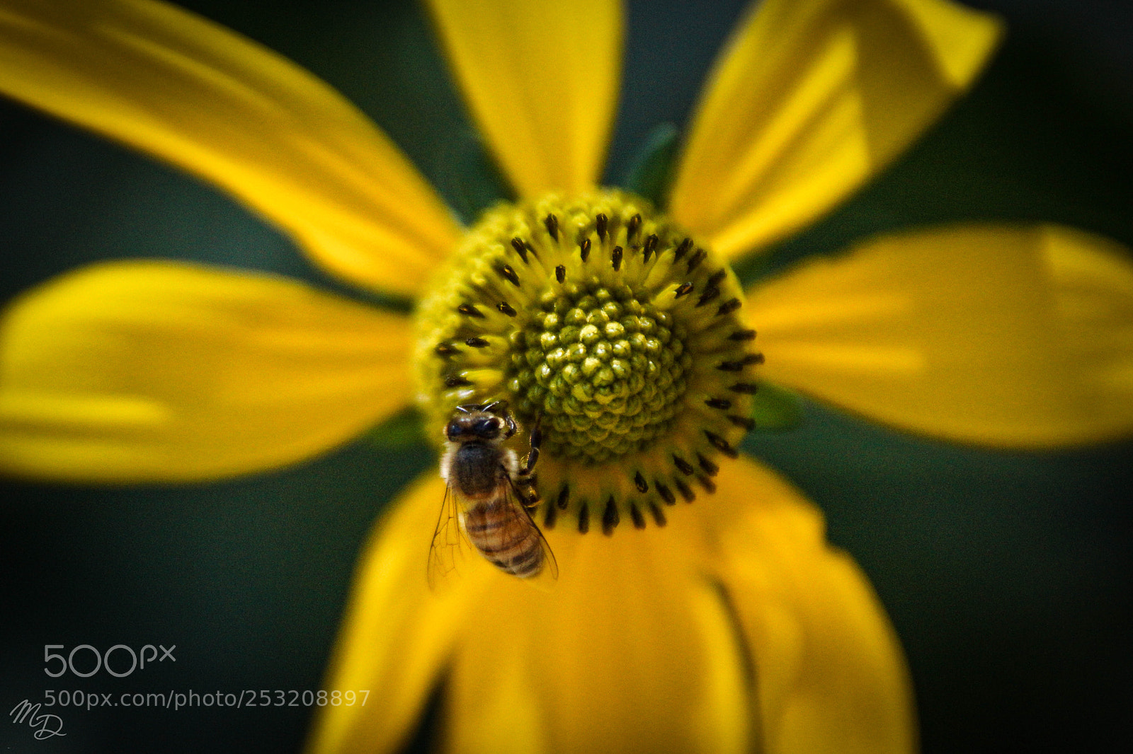 Sony SLT-A77 sample photo. Botanical bee photography