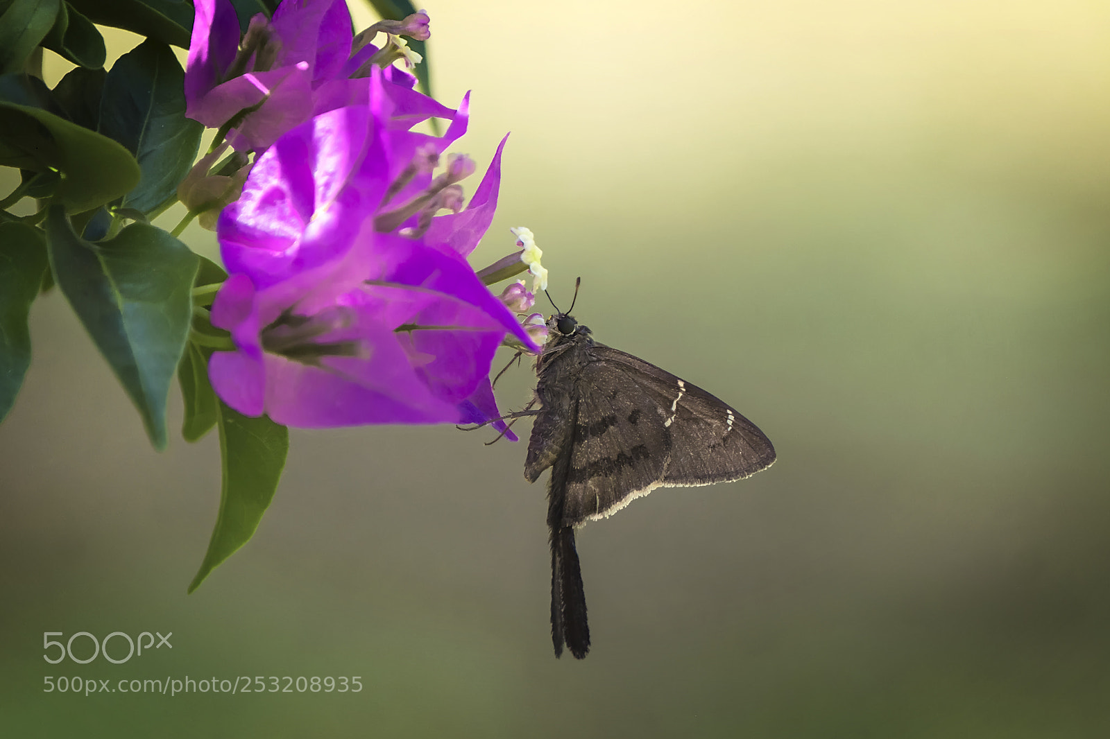 Fujifilm X-T2 sample photo. Moth photography