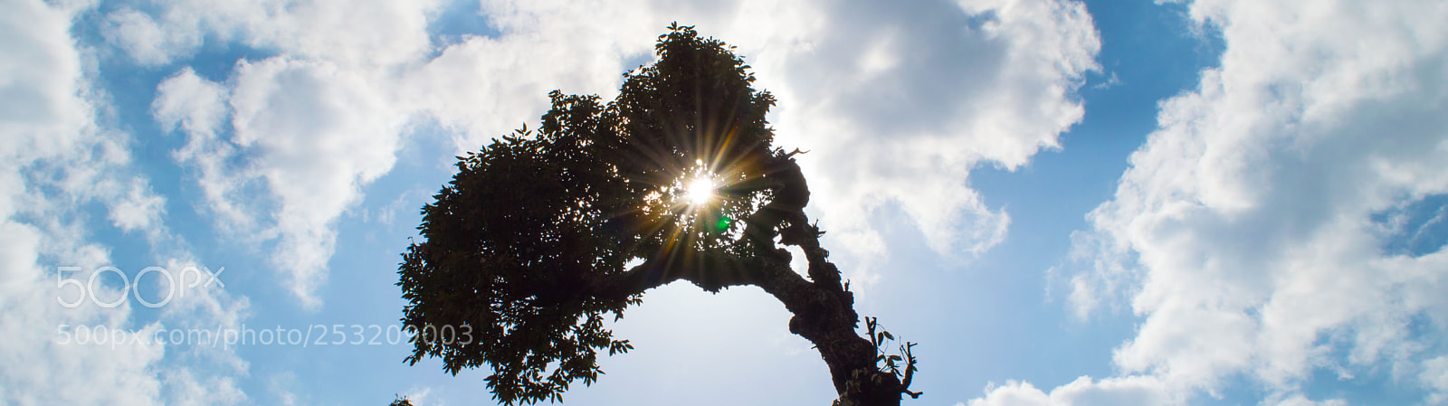 Nikon D3200 sample photo. Tree&sun photography