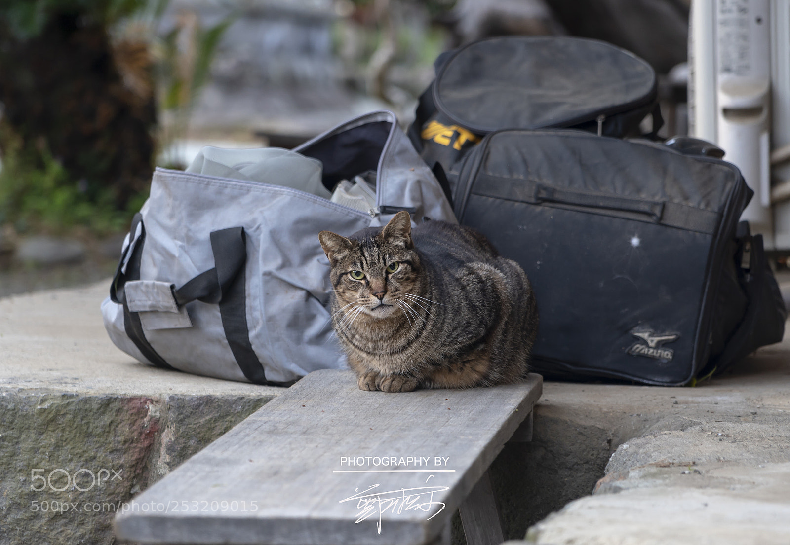 Sony a7R III sample photo. Untitled photography