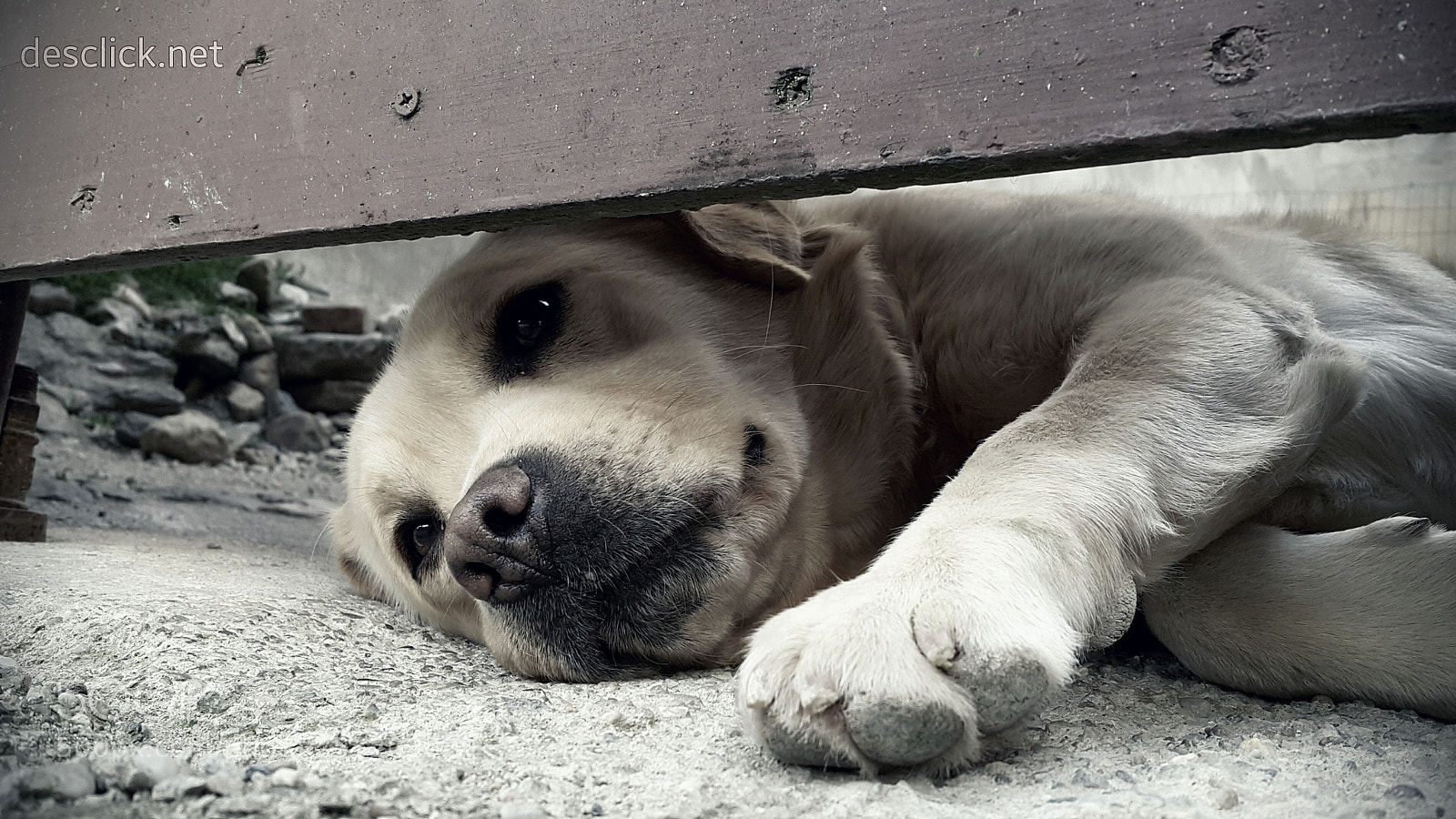 Samsung Galaxy Note4 sample photo. Lonely retriever photography
