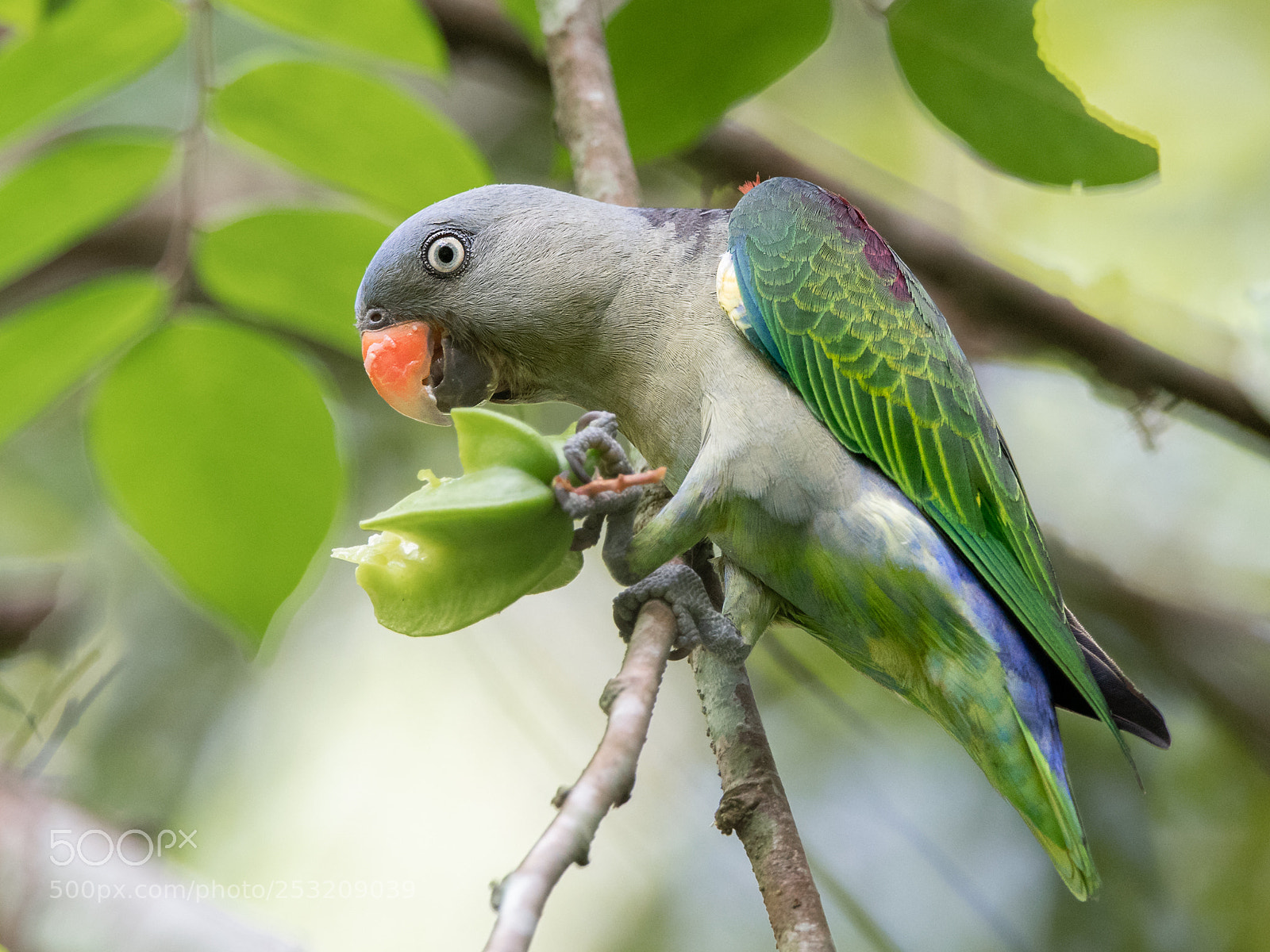 Nikon D850 sample photo. Blue-rumped parrot windsor nature photography